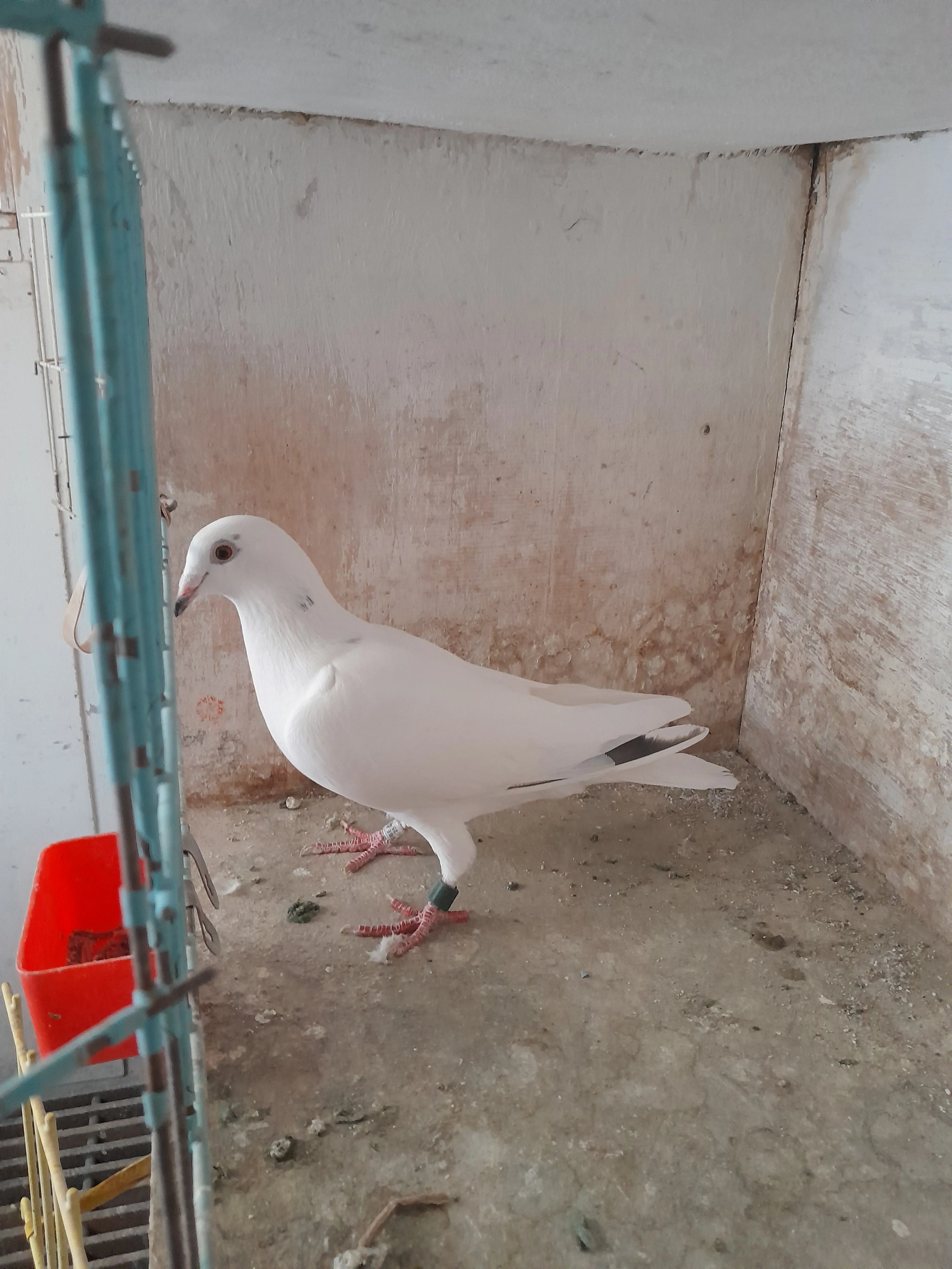 Witte Kweekduivin