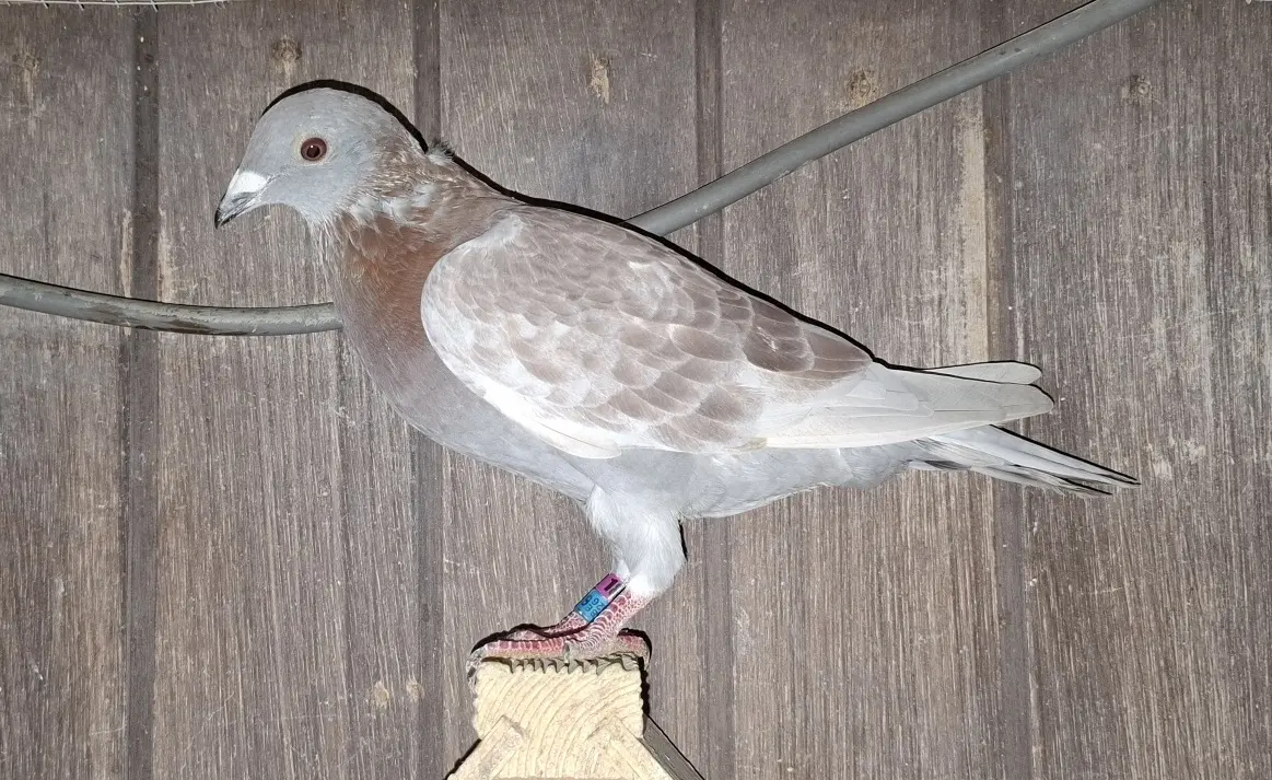 kleinzoon stamkweker