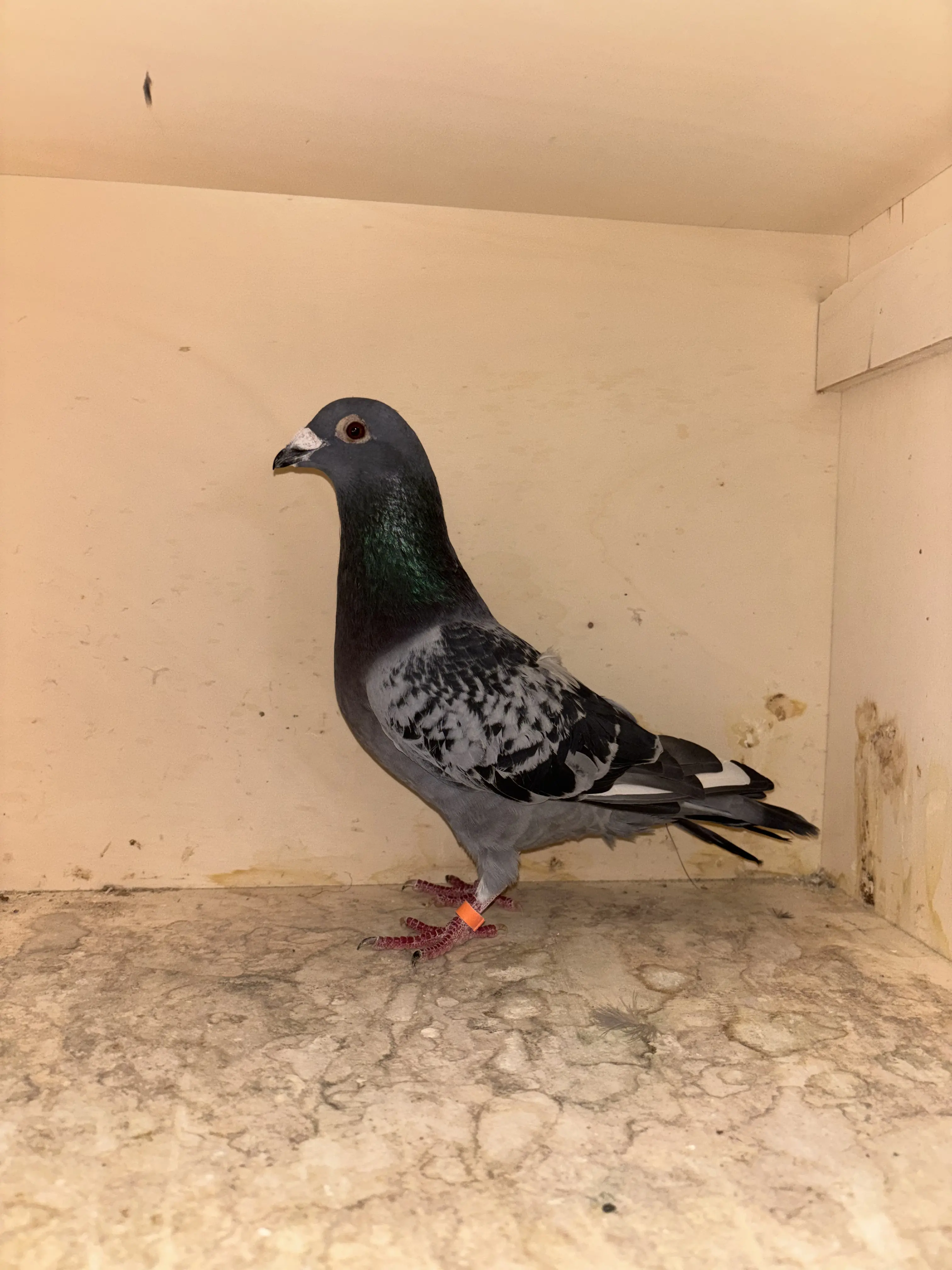 Duiver soort Westhof