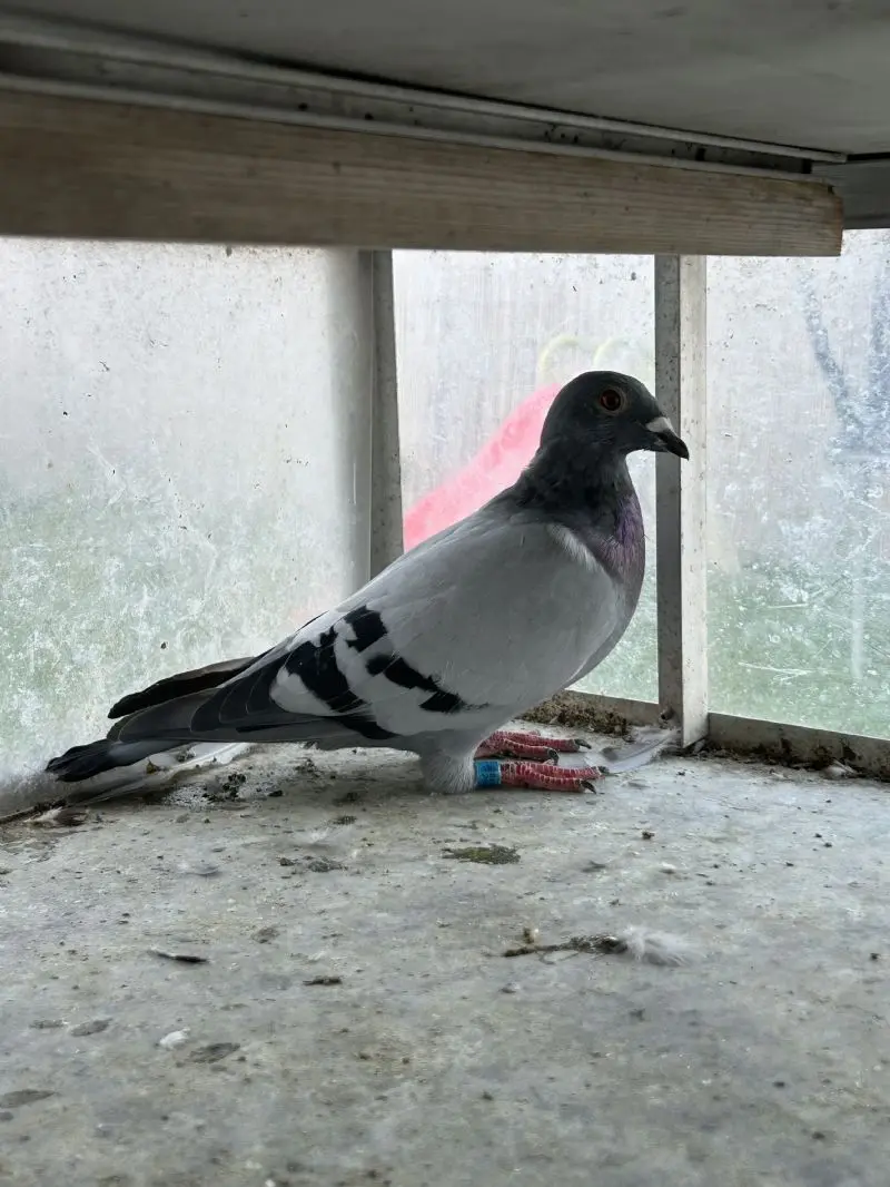 Jongen zware fondduiven