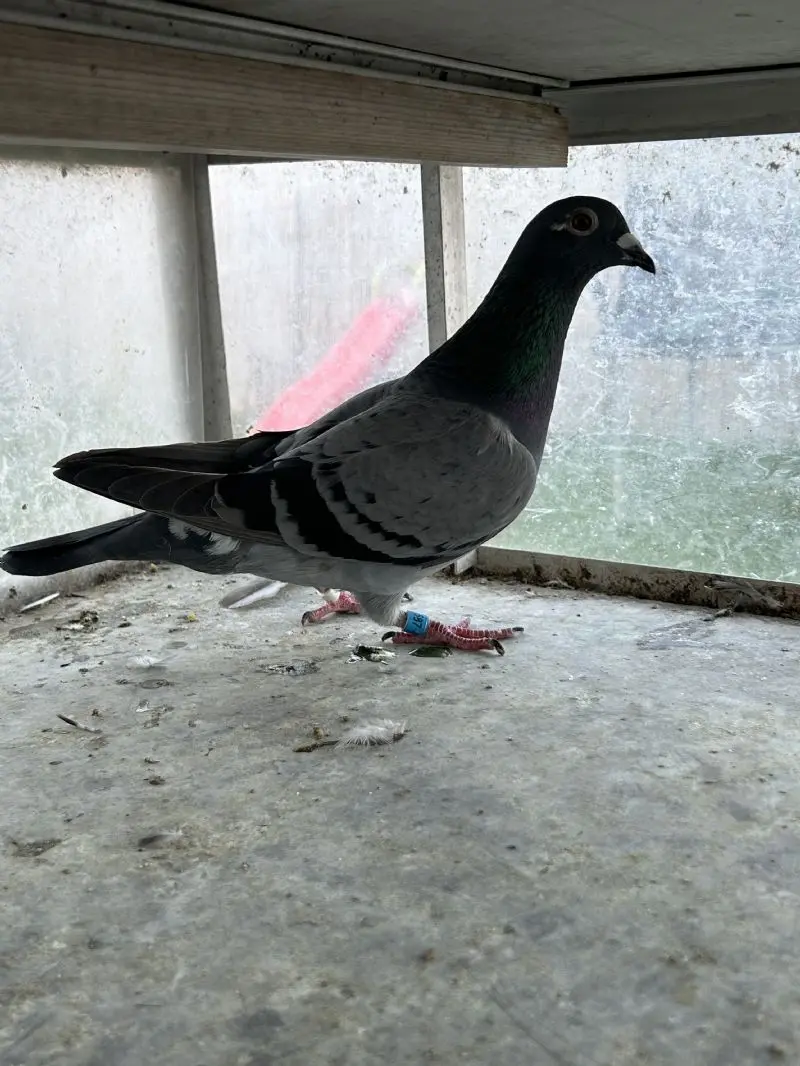 Jongen zware fondduiven