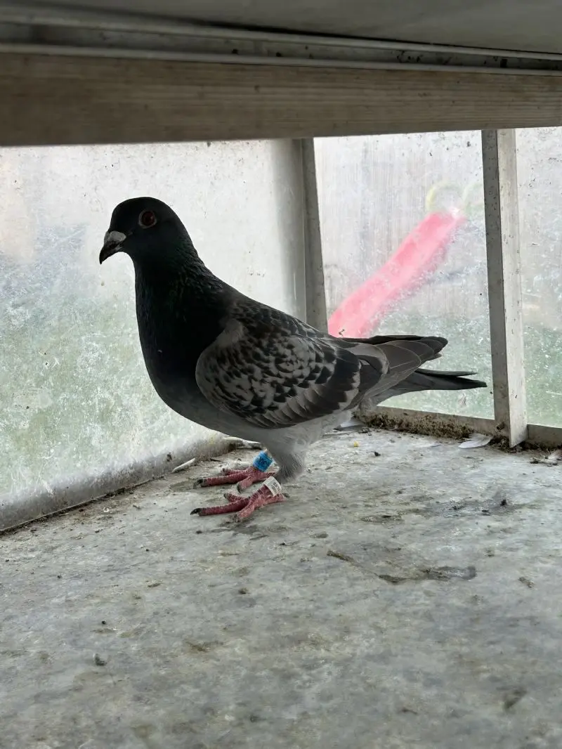 Jongen zware fondduiven