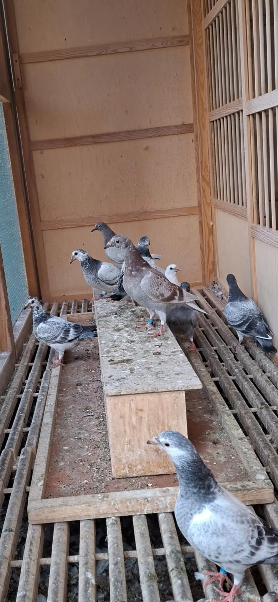 Mooie jonge duifjes te koop