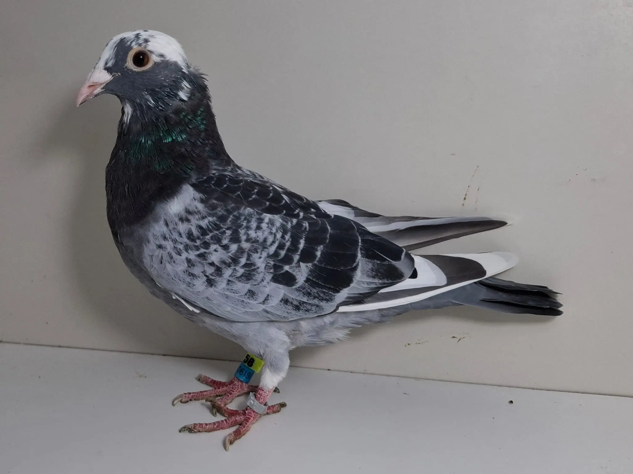 “Victor” x zus “Het Dakzitterke”