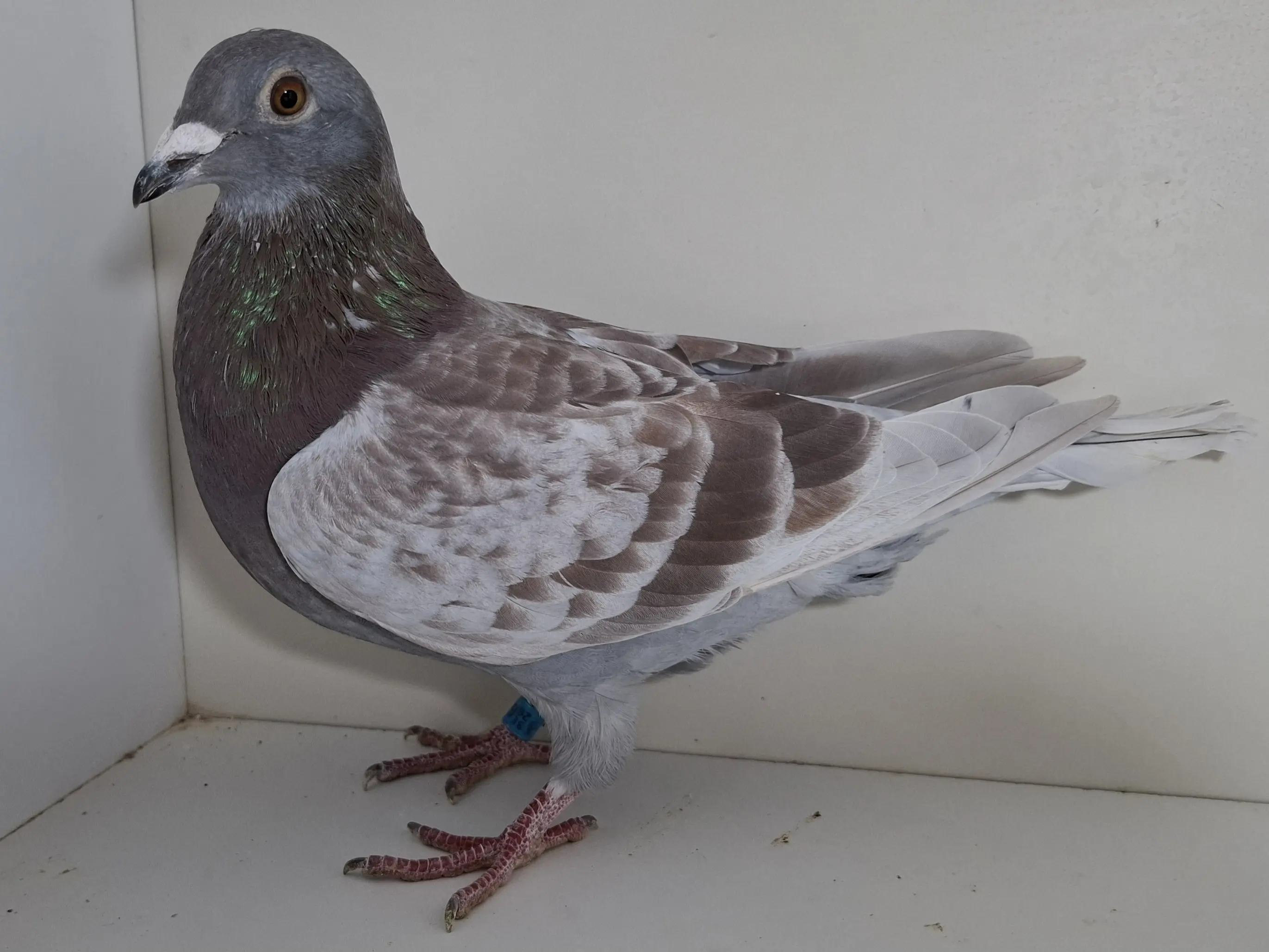 Kleinzoon stamdoffer “Nestbroer 402”