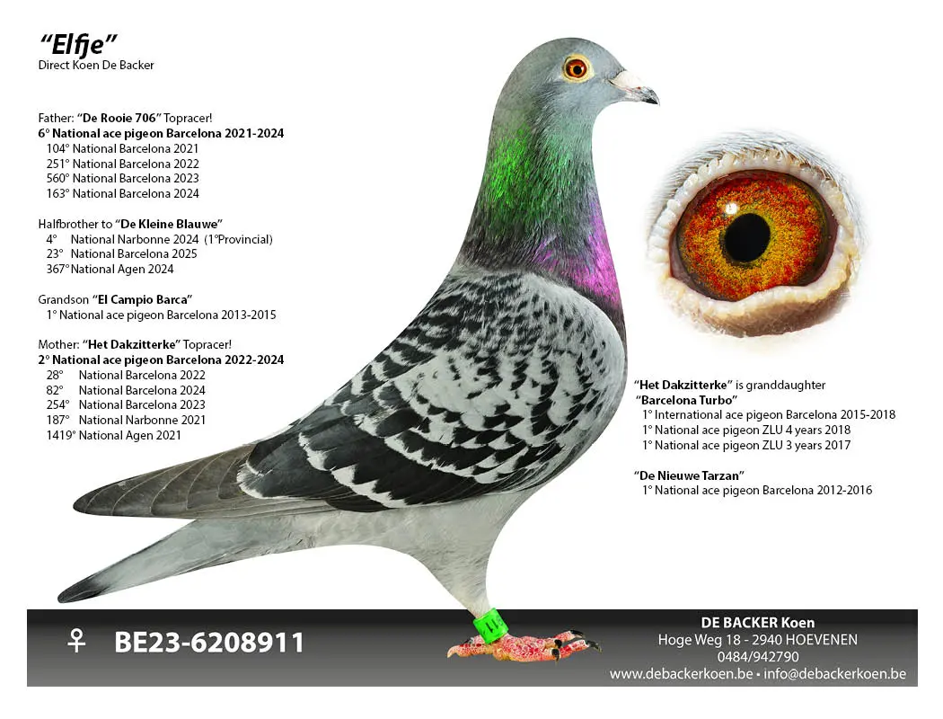 Kleinzoon stamdoffer “Nestbroer 402”