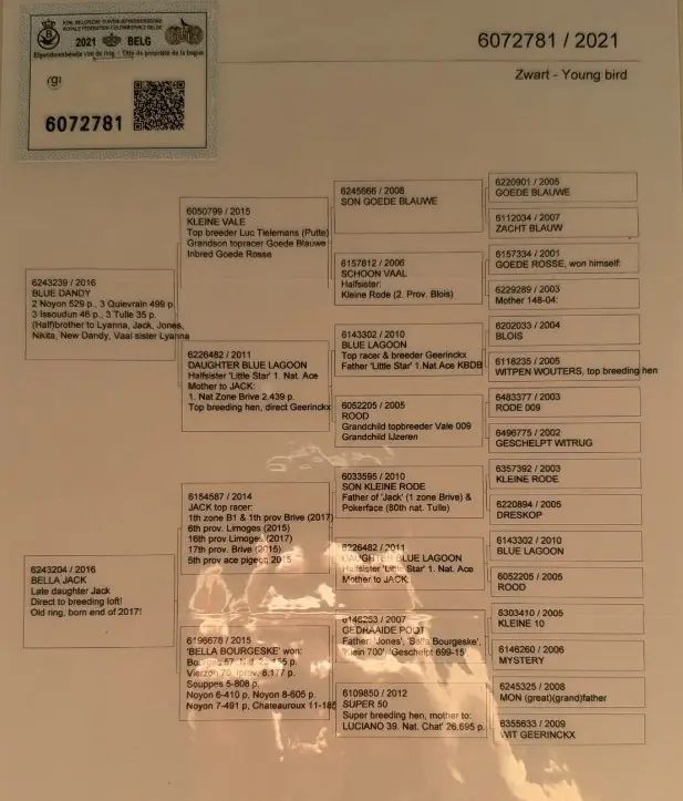 Duivin, Jorgi Ferrari, Geerinckx bloedlijnen.