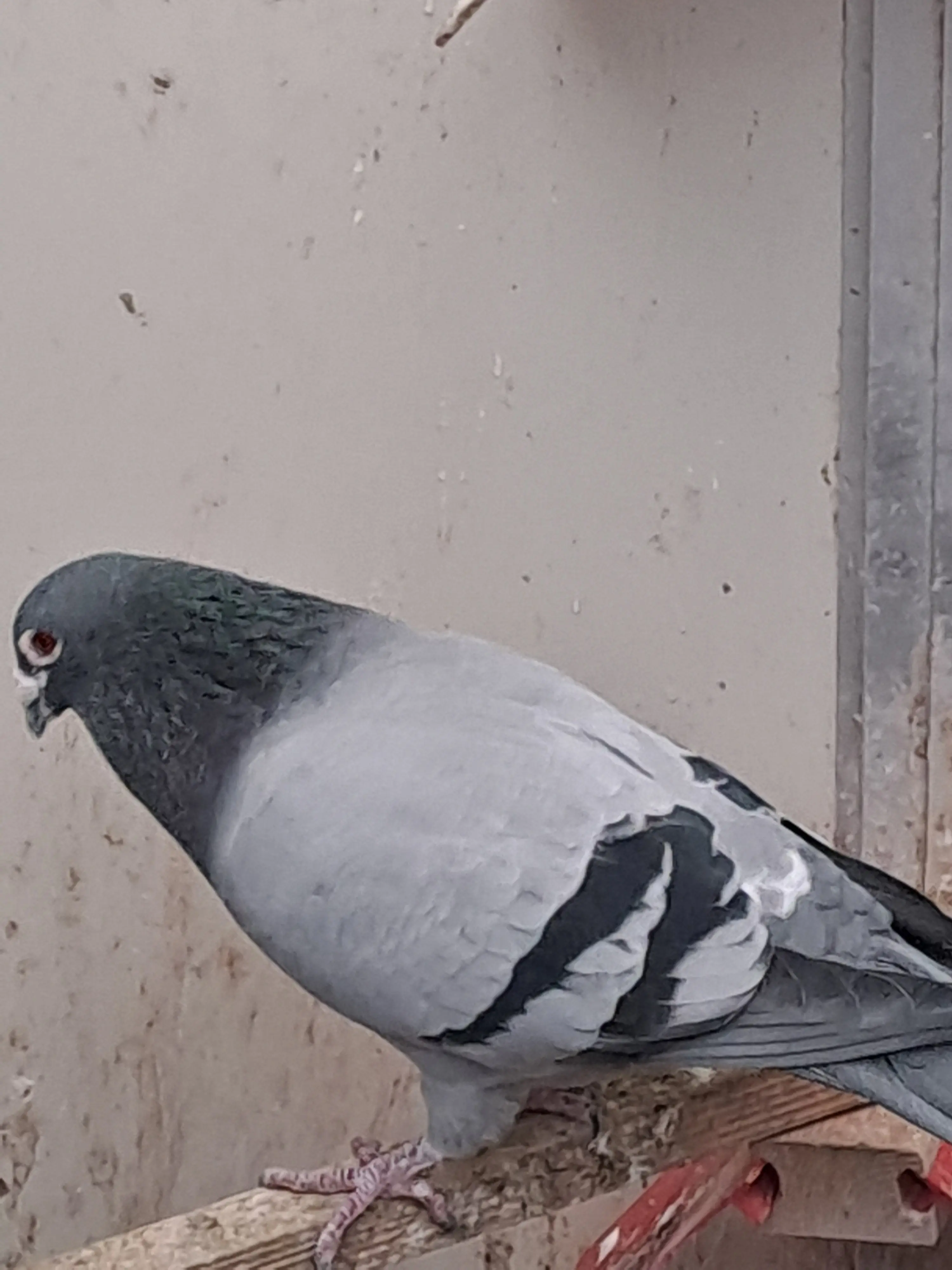kweekduiver te koop