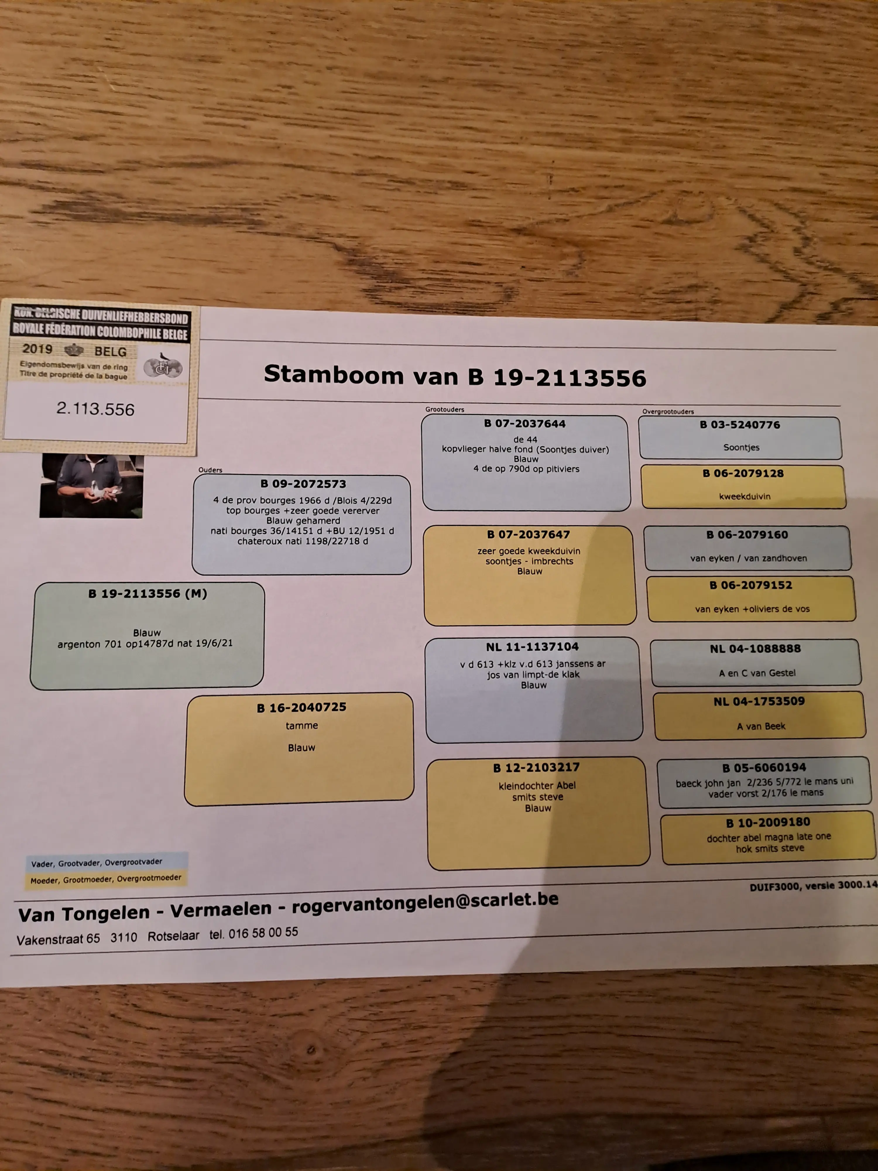kweekduiver te koop