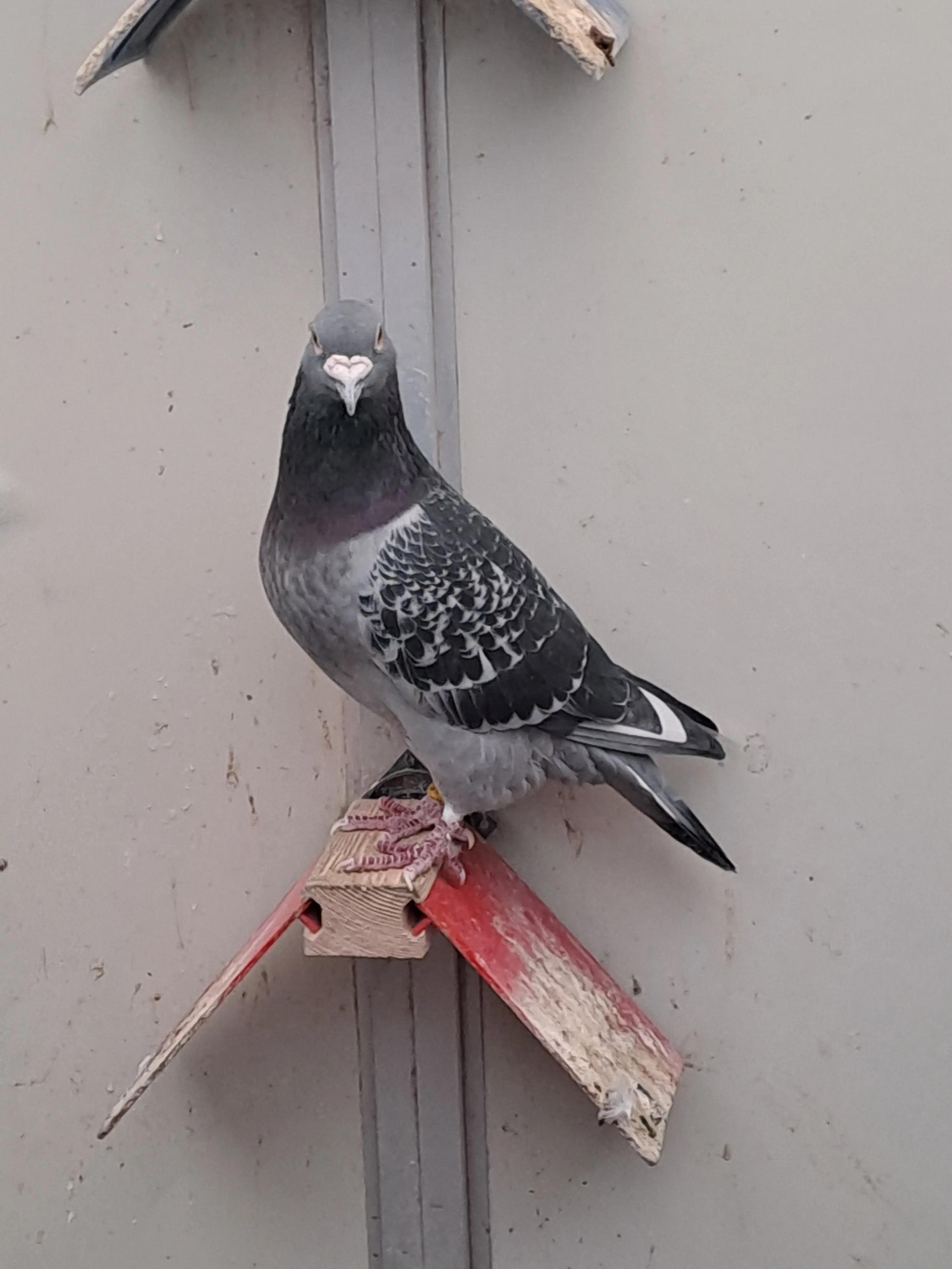 kweekduiver te koop