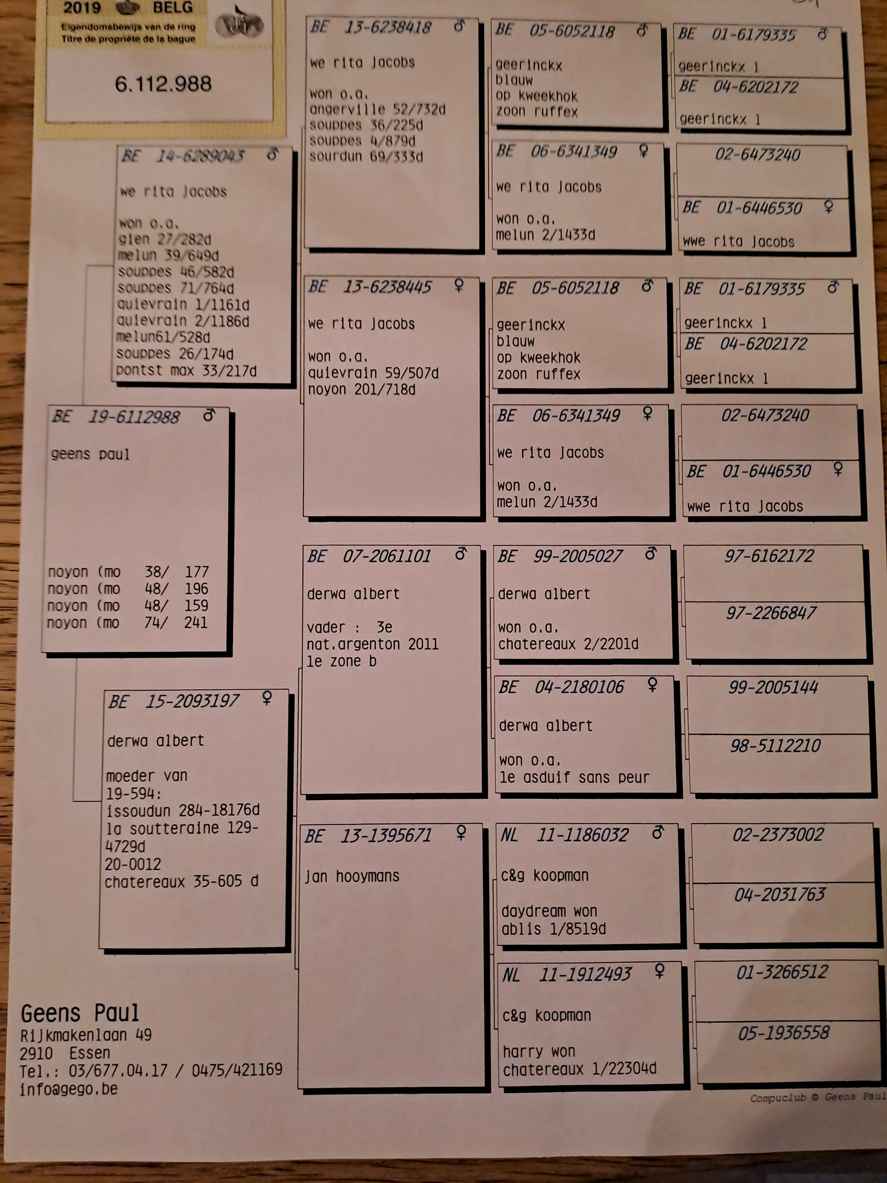 kweekduiver te koop