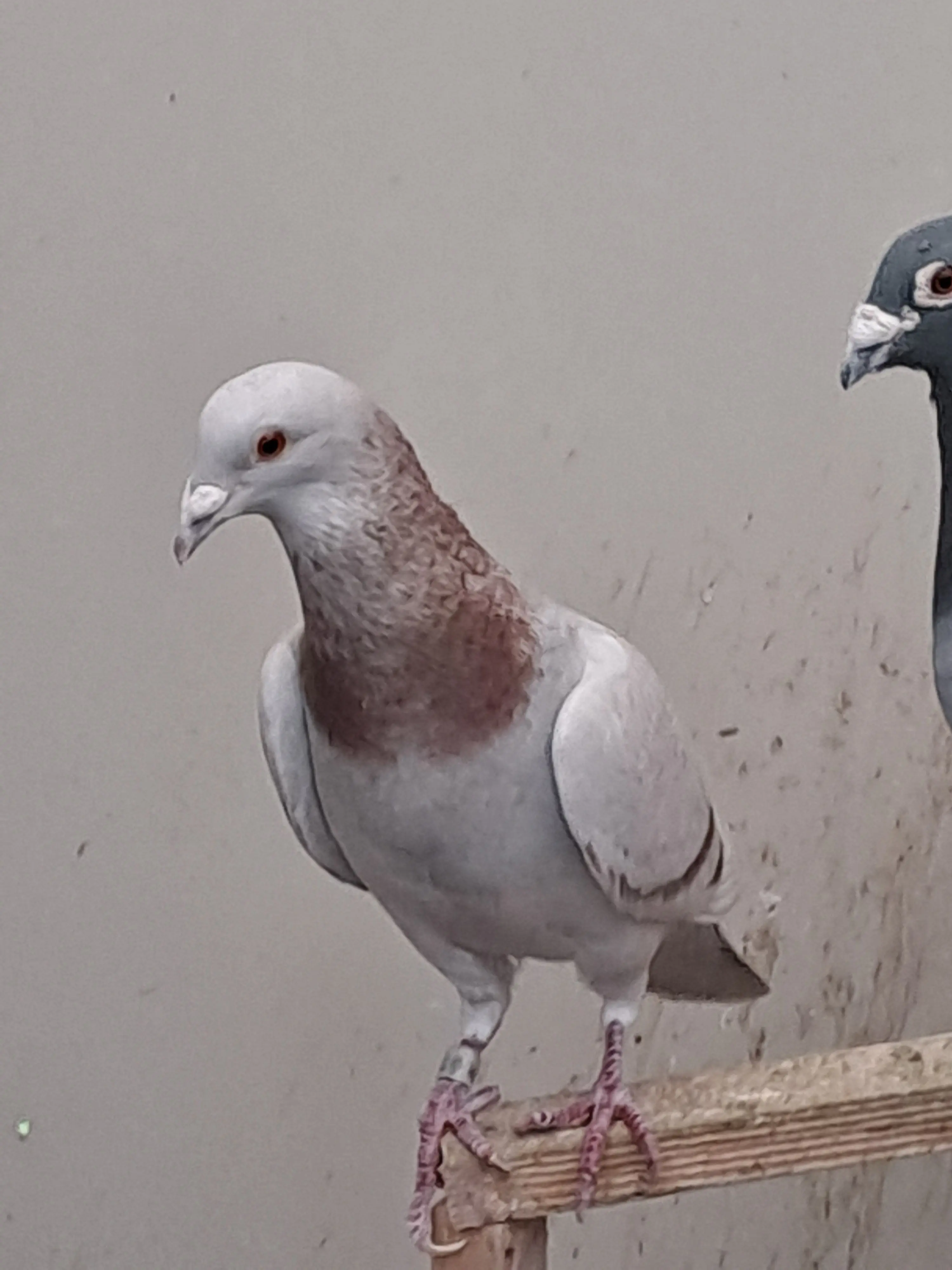 kweekduiver te koop