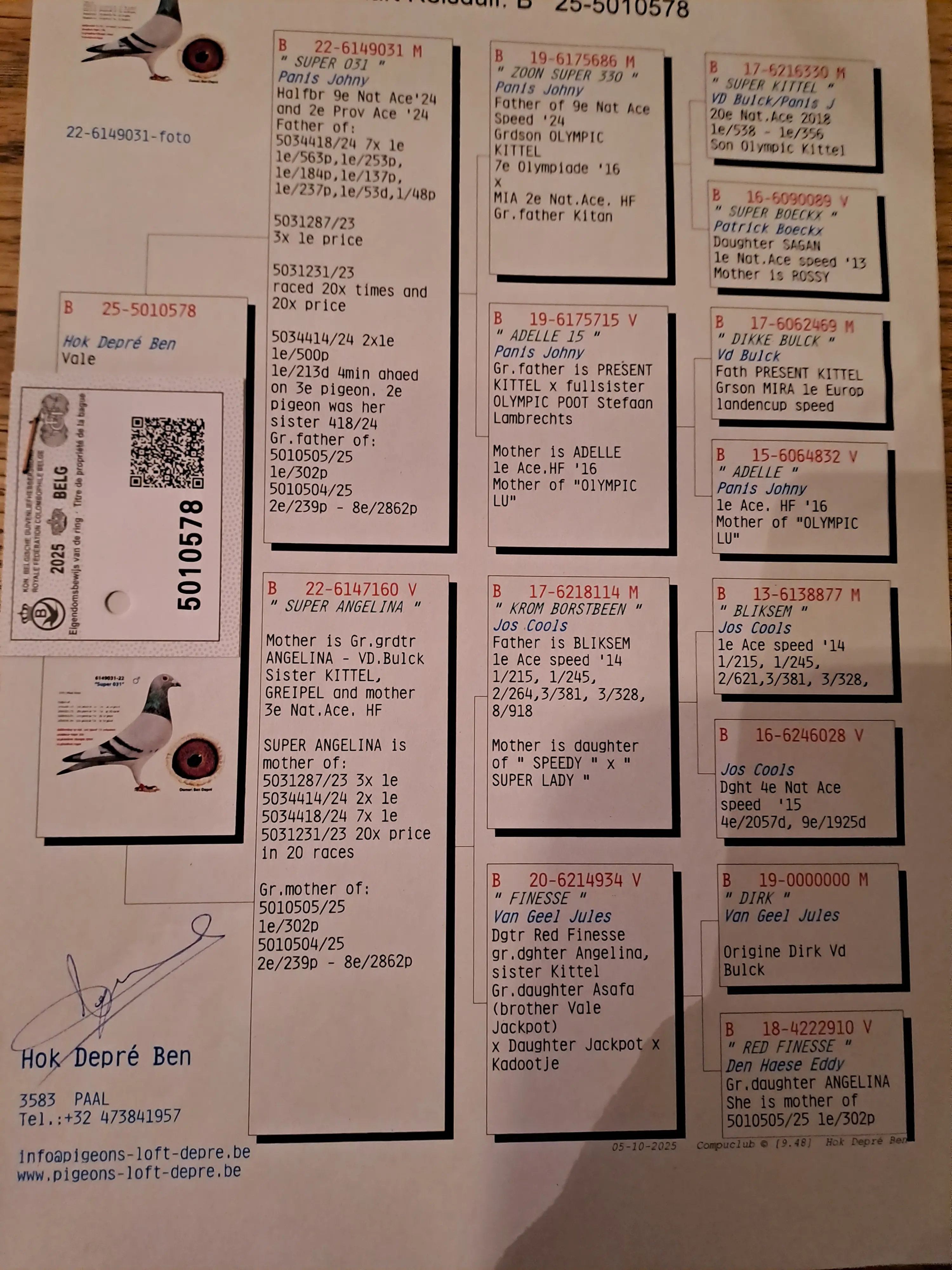 kweekduiver te koop
