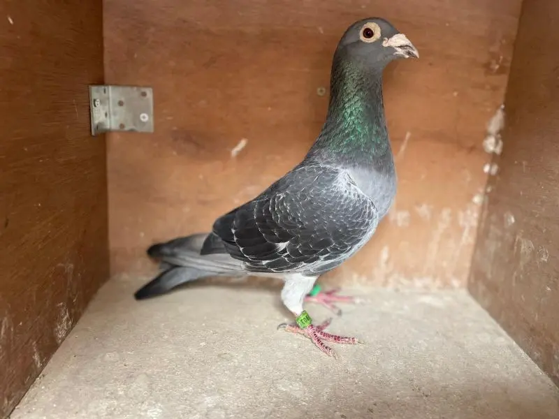 Zwarte duiver voor de fond