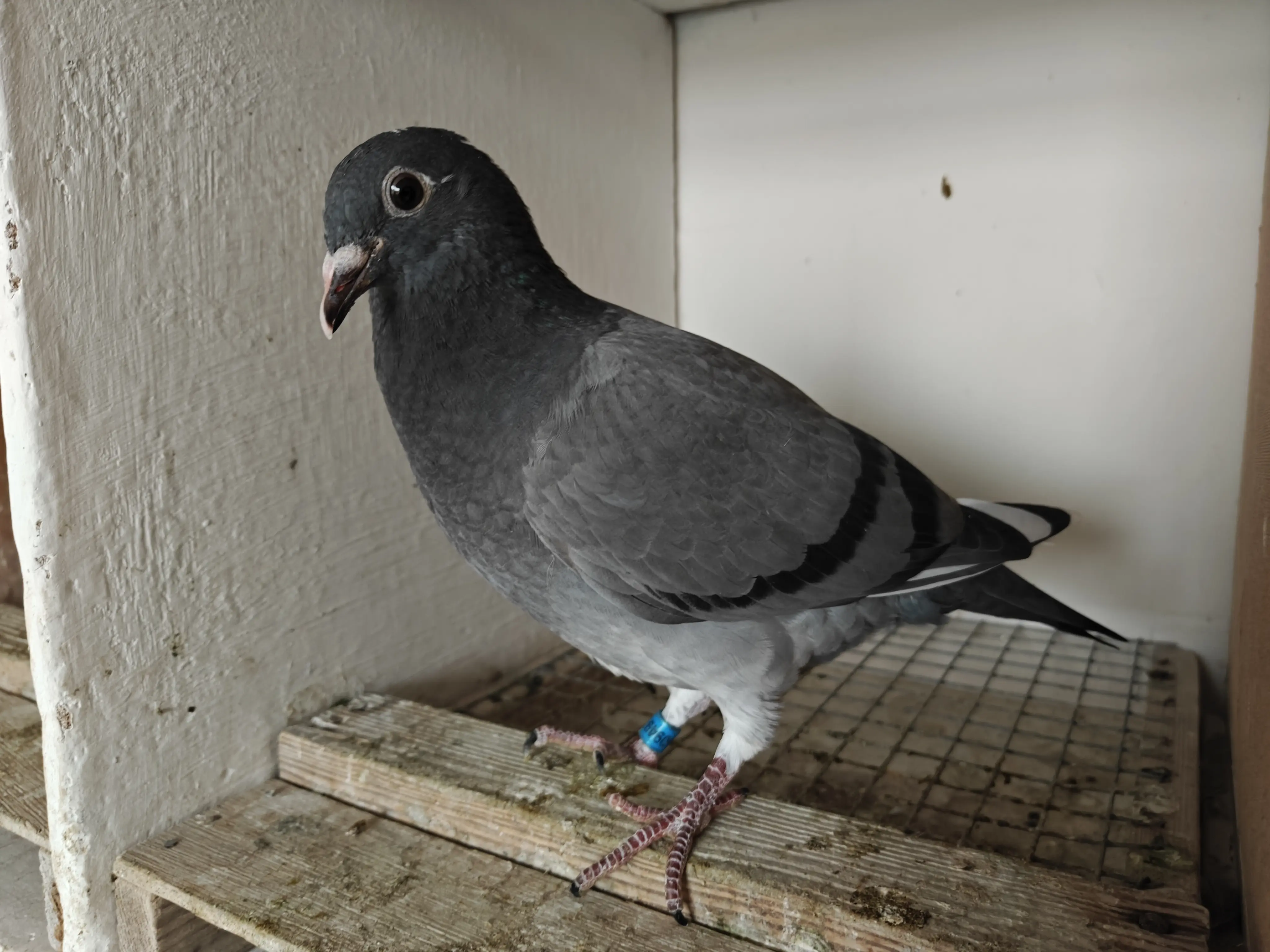 Late jonge duiven uit beste vliegduiven 