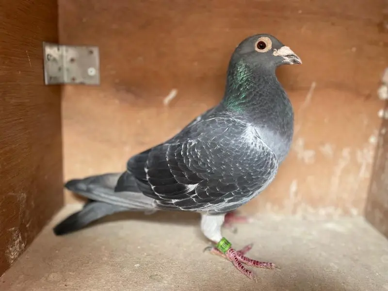 Zwarte duiver voor de fond