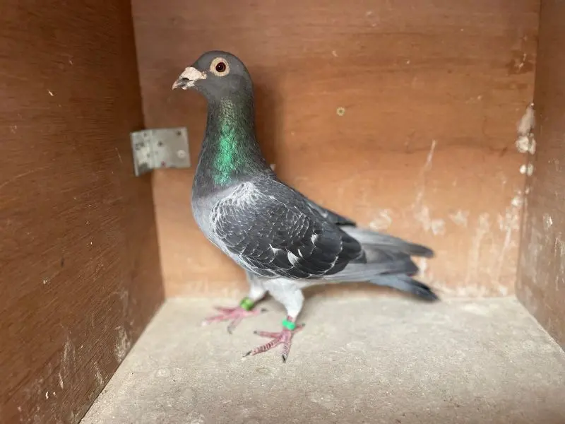 Zwarte duiver voor de fond
