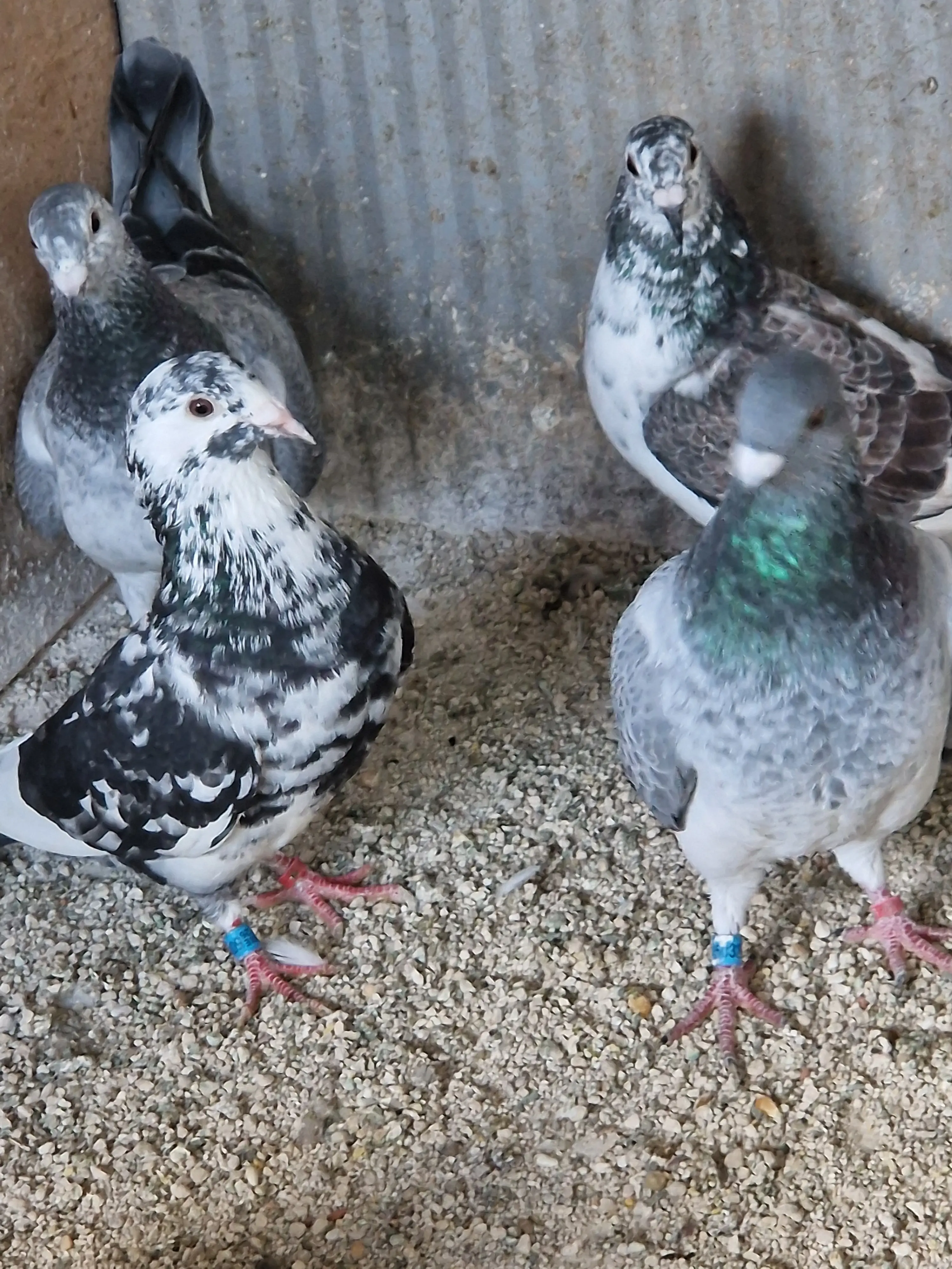 Jonge klaar voor de kweek  niet uit geweest