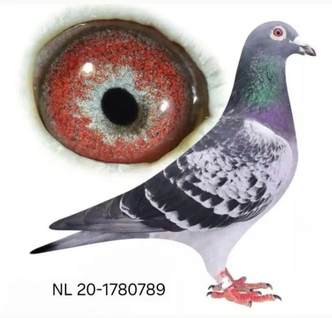 Direct Louis Stabel & Zn.