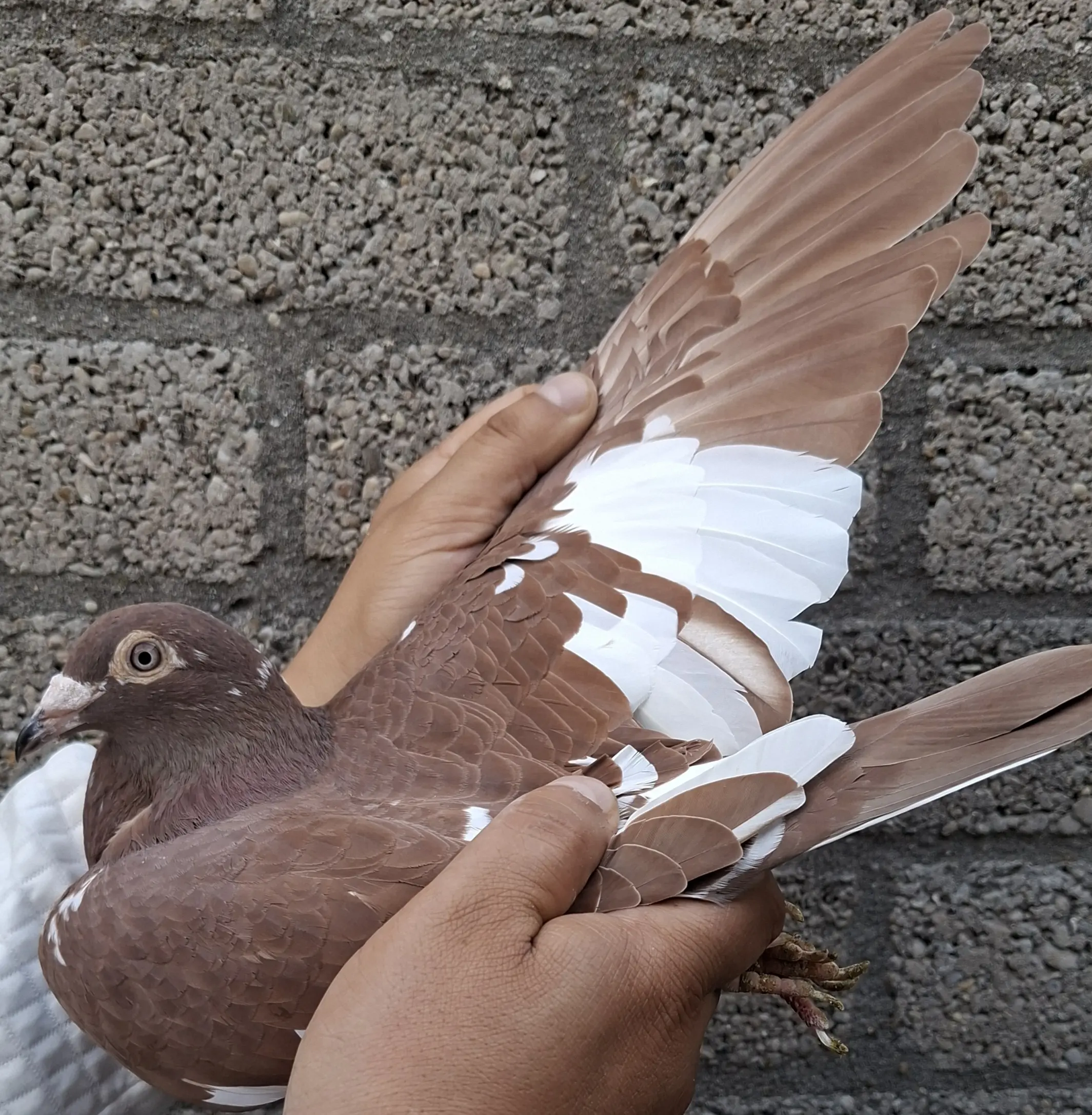 Karel Meulemans kweek duivin.
