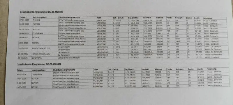 Jonge duiver voor kweek