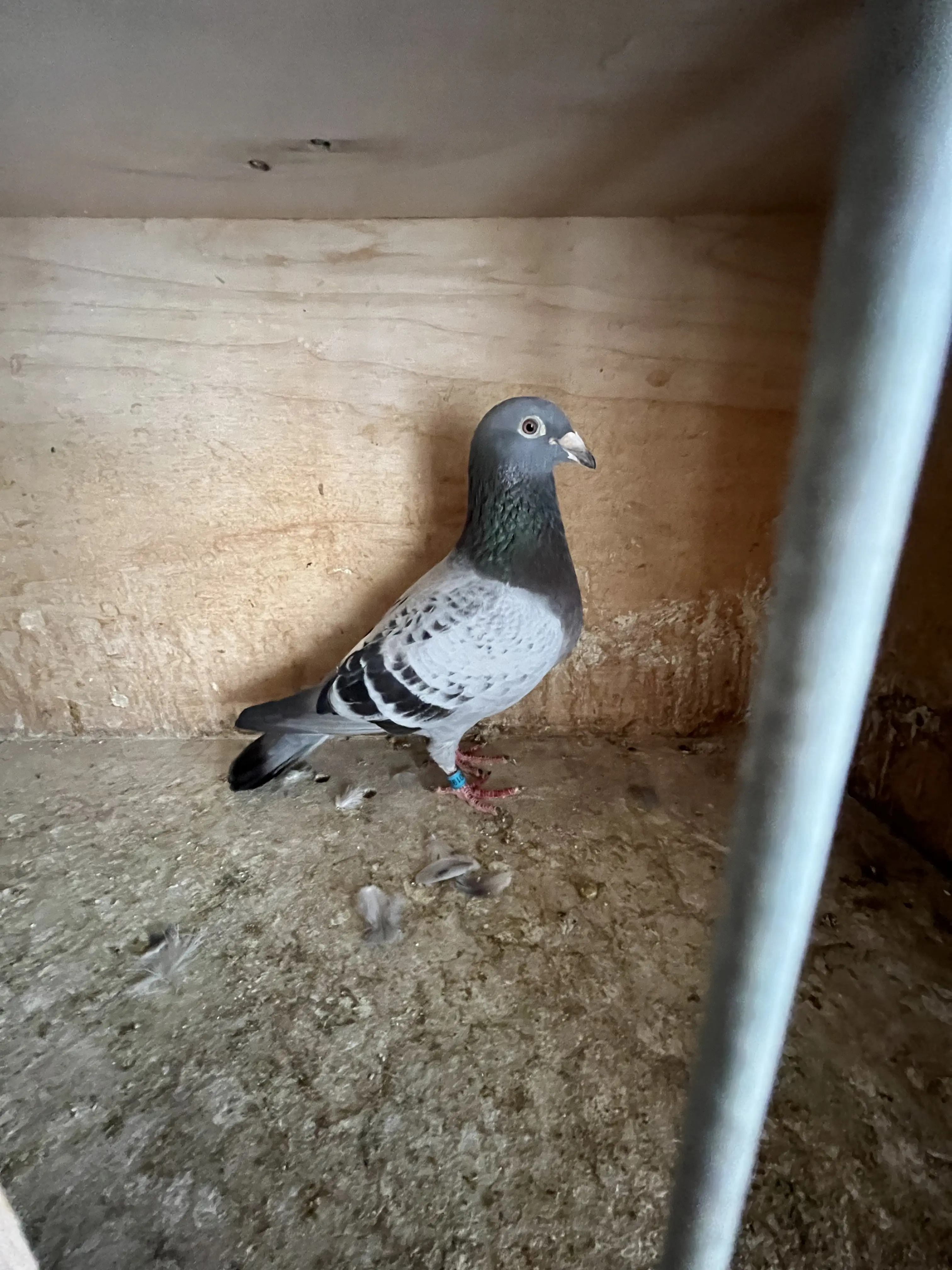 Geschelpte duiver voor de Fond 