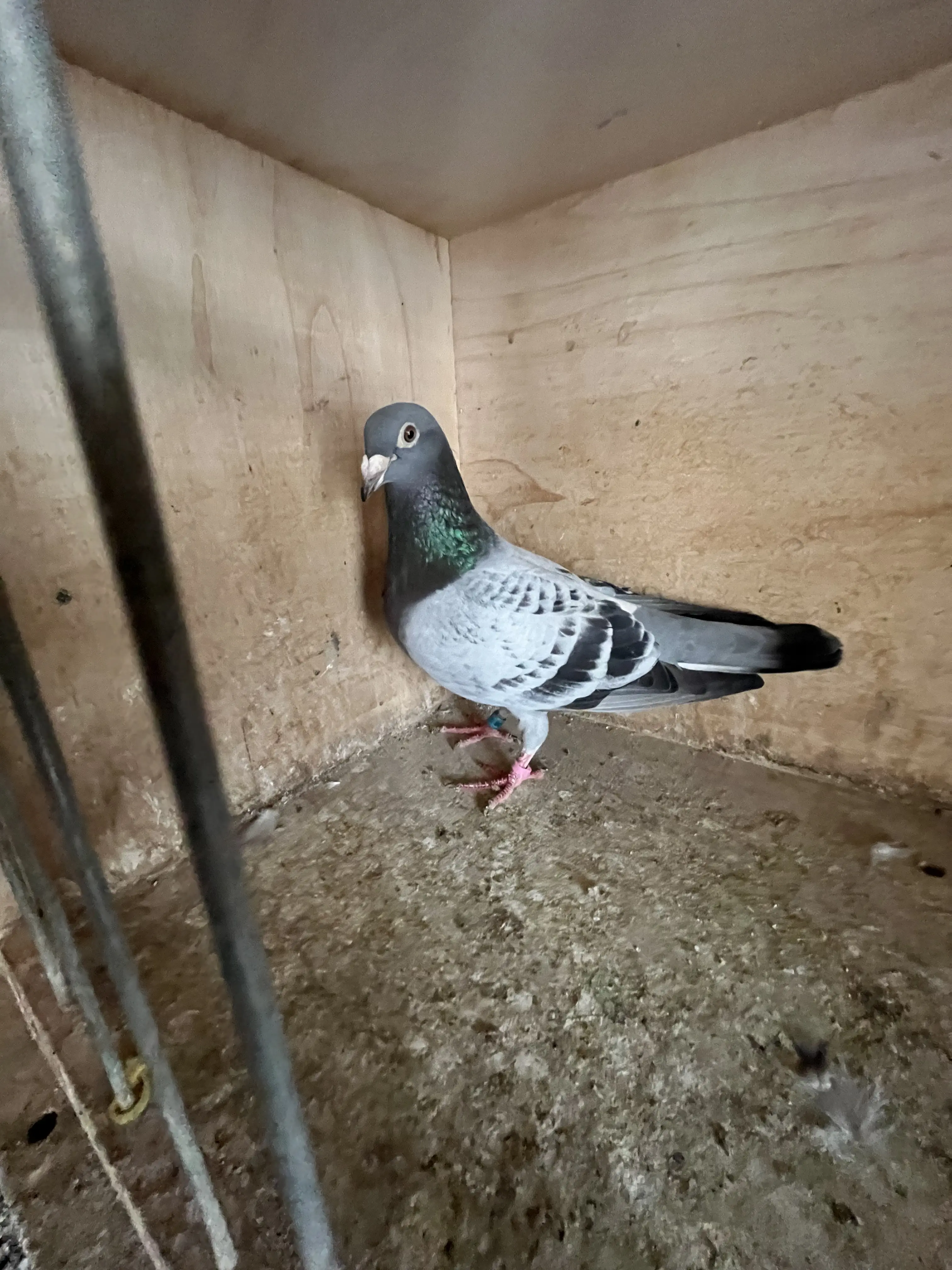Geschelpte duiver voor de Fond 