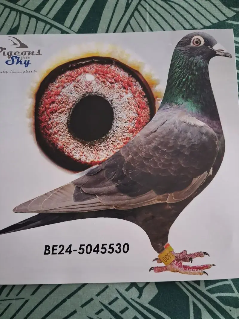 Wegens afzegging - Zwart Koppel