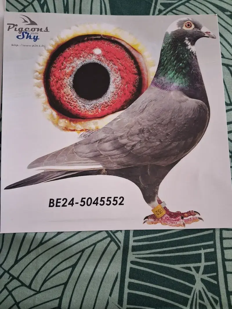 Wegens afzegging - Zwart Koppel