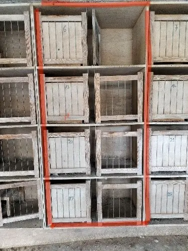 Duivenmateriaal te koop