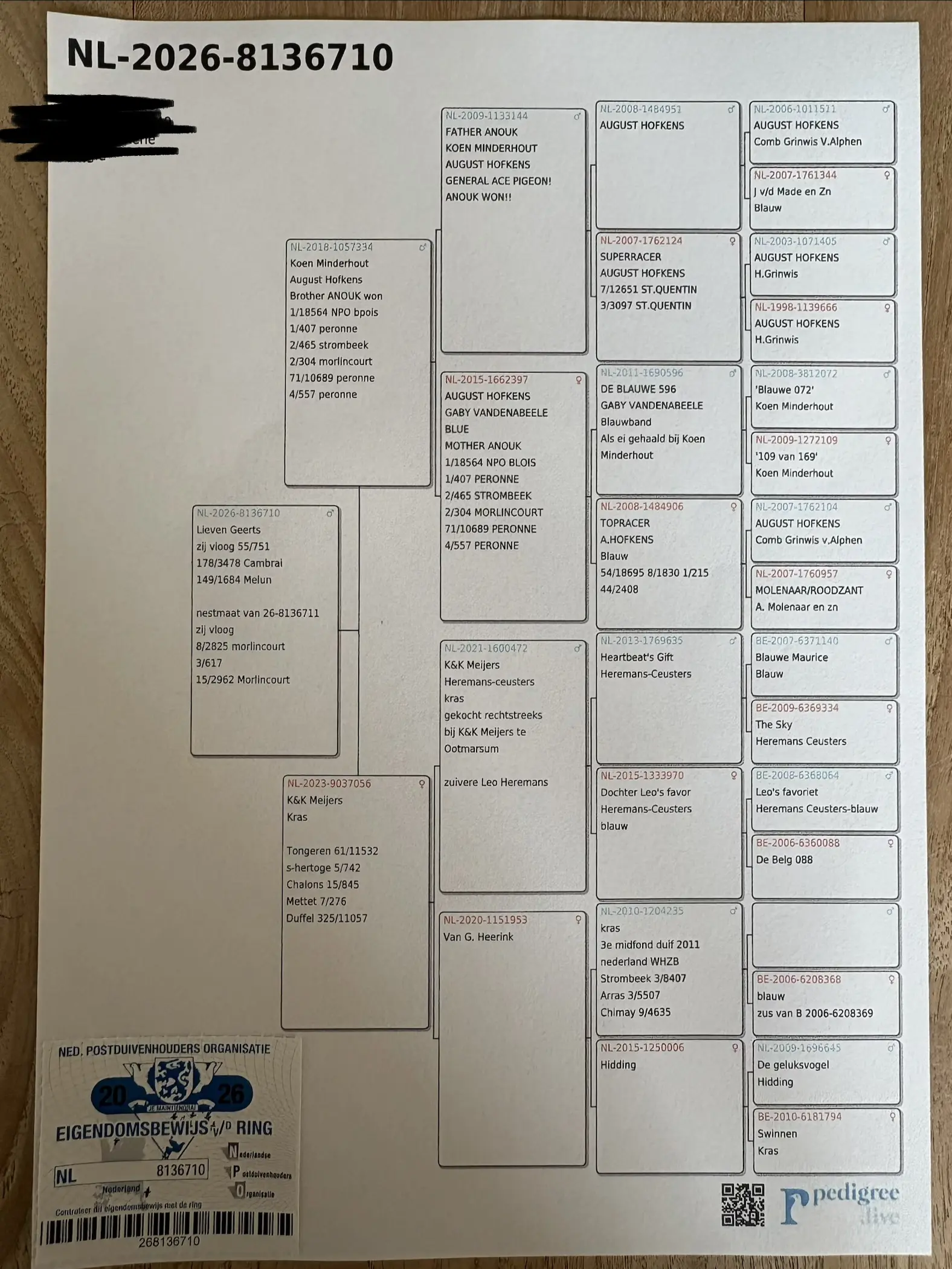 Mooie jonge duivin (prijsvlieger)
