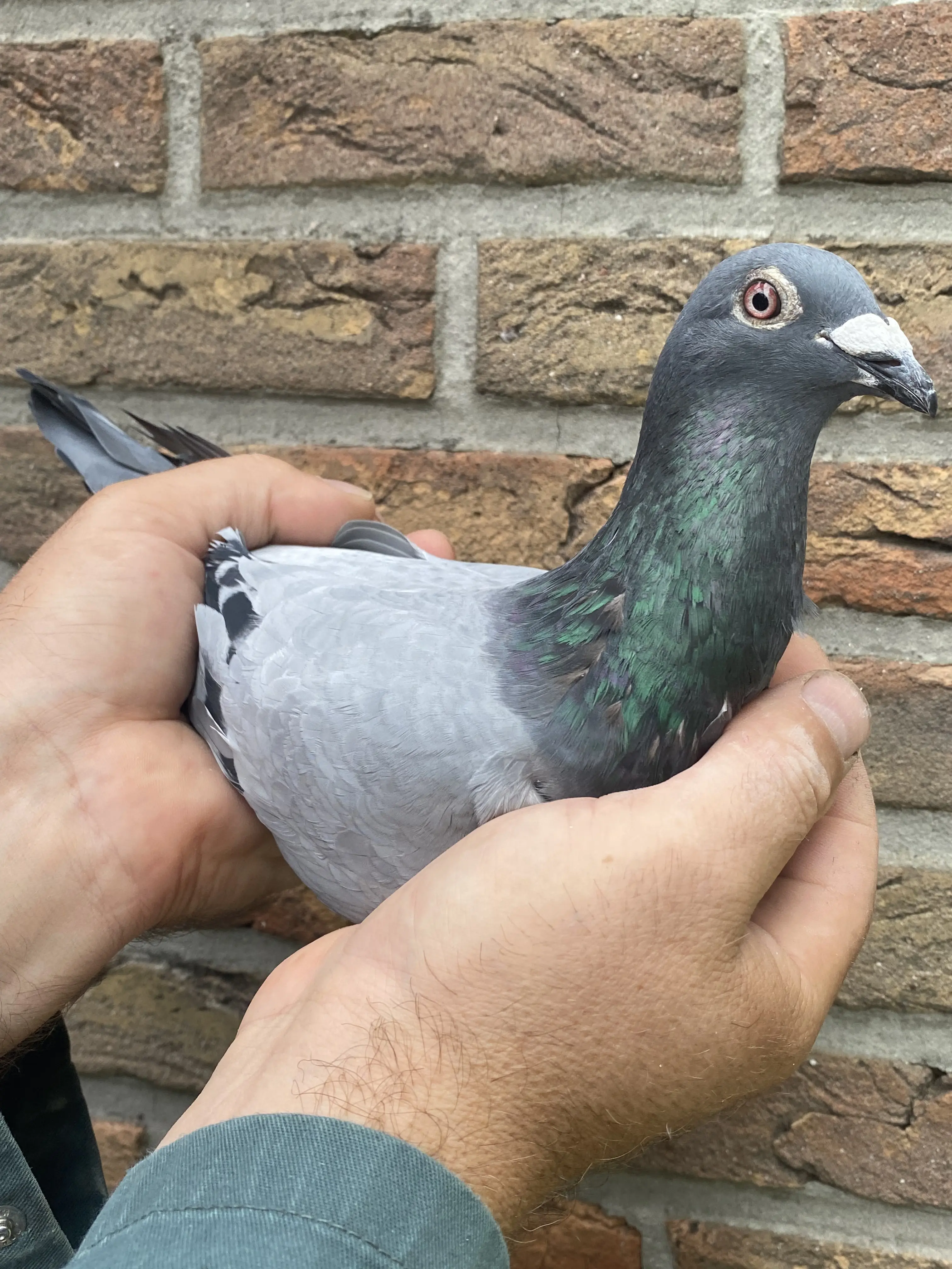 Hooymans / Koopman doffer 2025