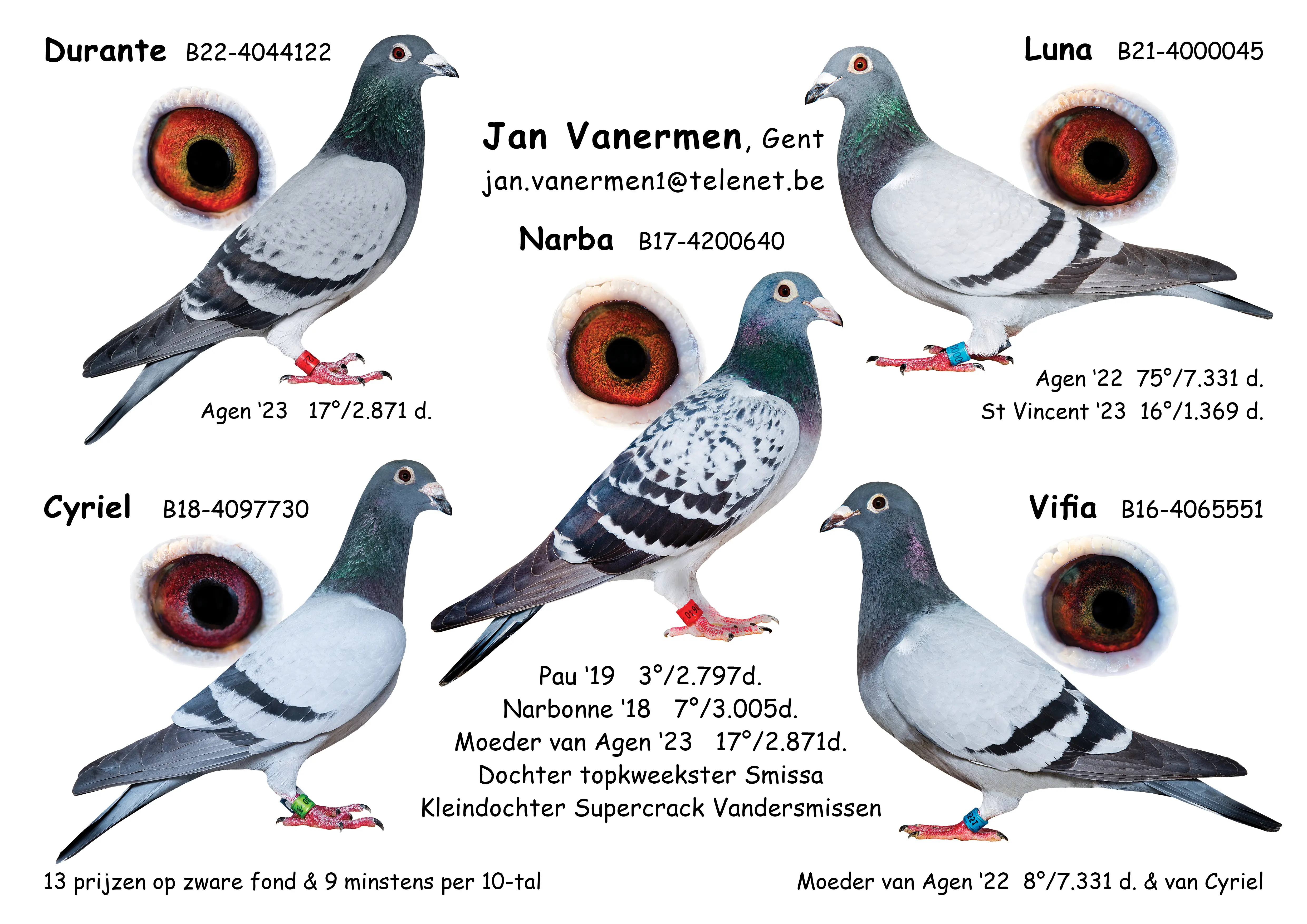 Te koop: enkele bewezen kwekers en duiven nauw verwant aan de toppers