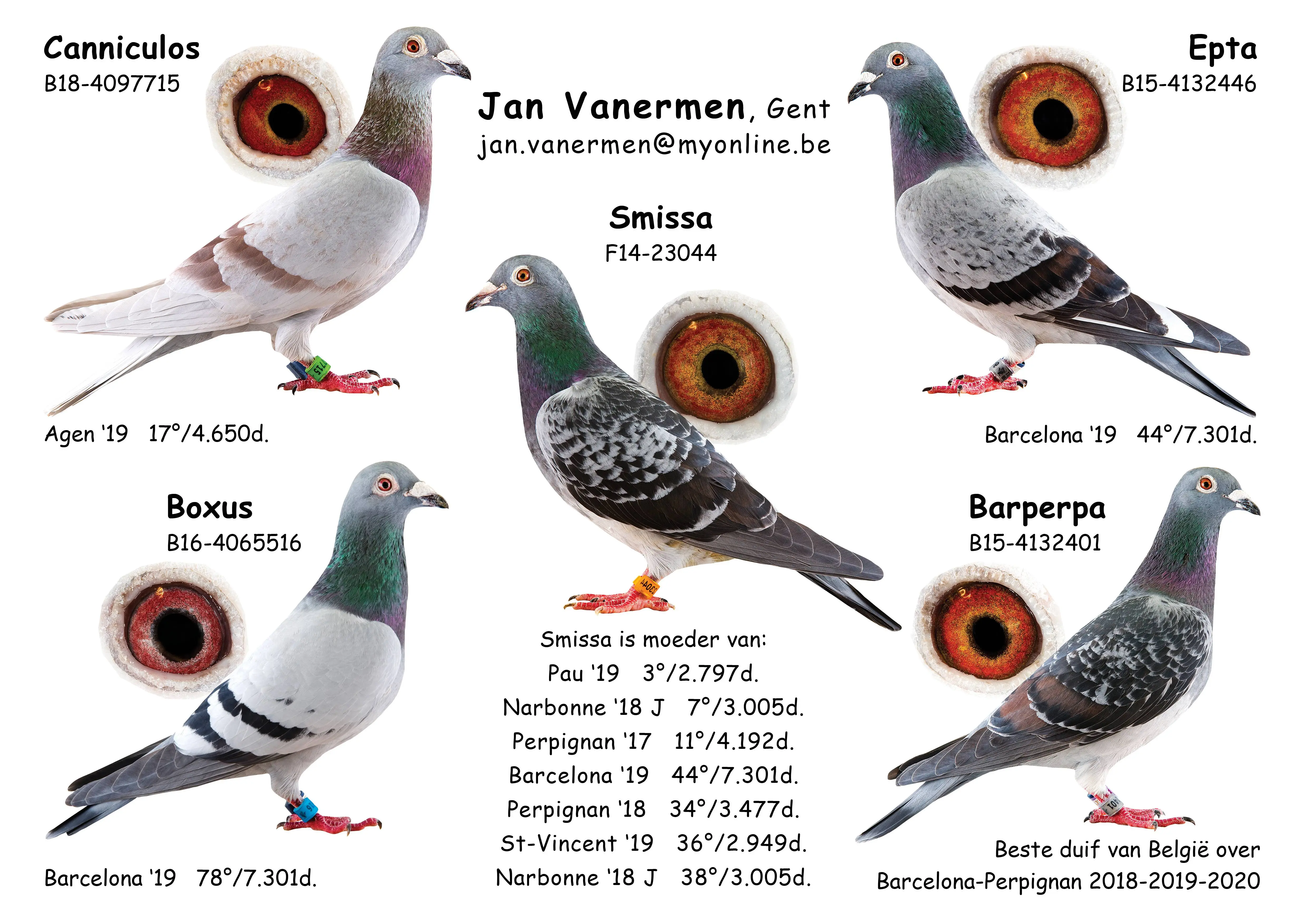 Te koop: enkele bewezen kwekers en duiven nauw verwant aan de toppers
