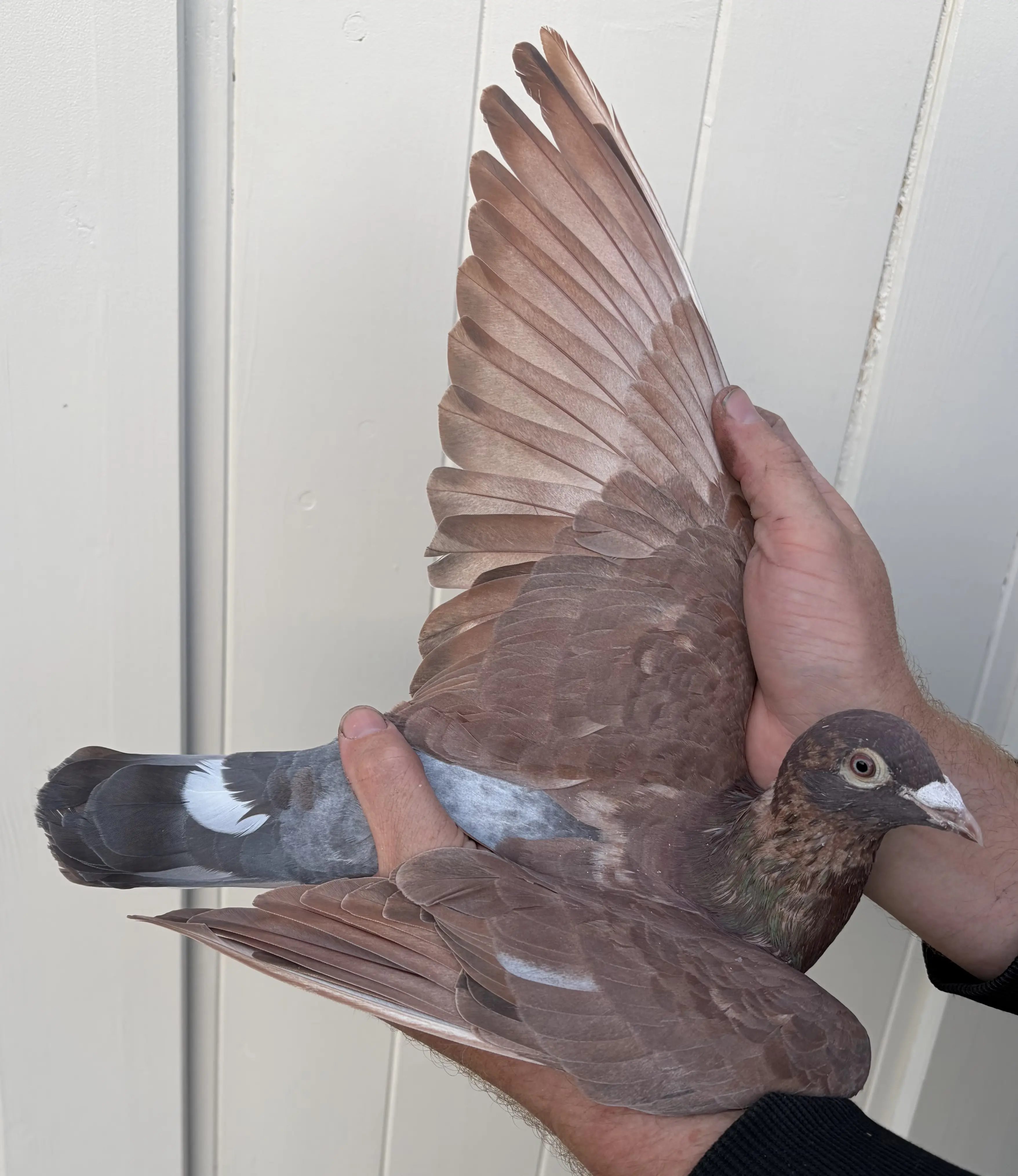 Jong choco Meulemans koppel