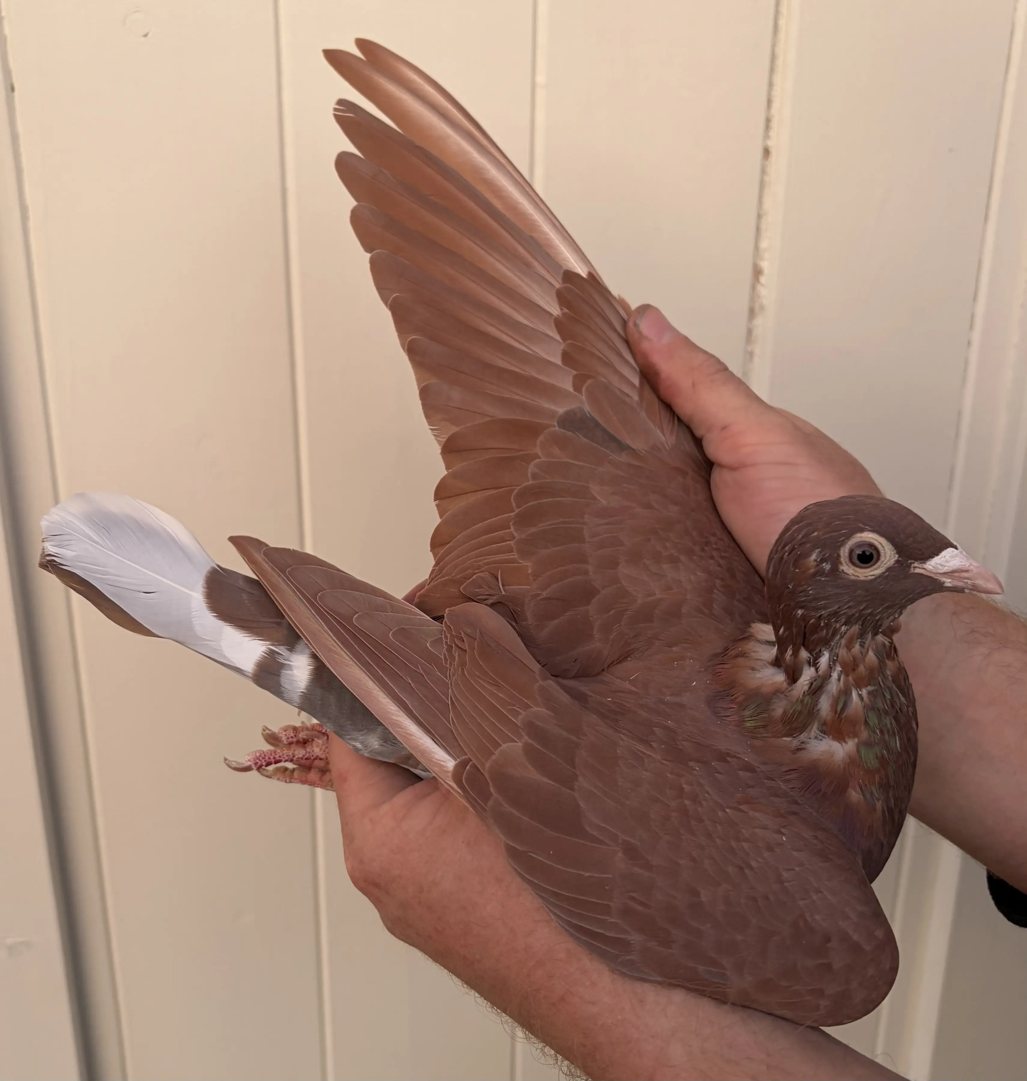 Jong choco Meulemans koppel