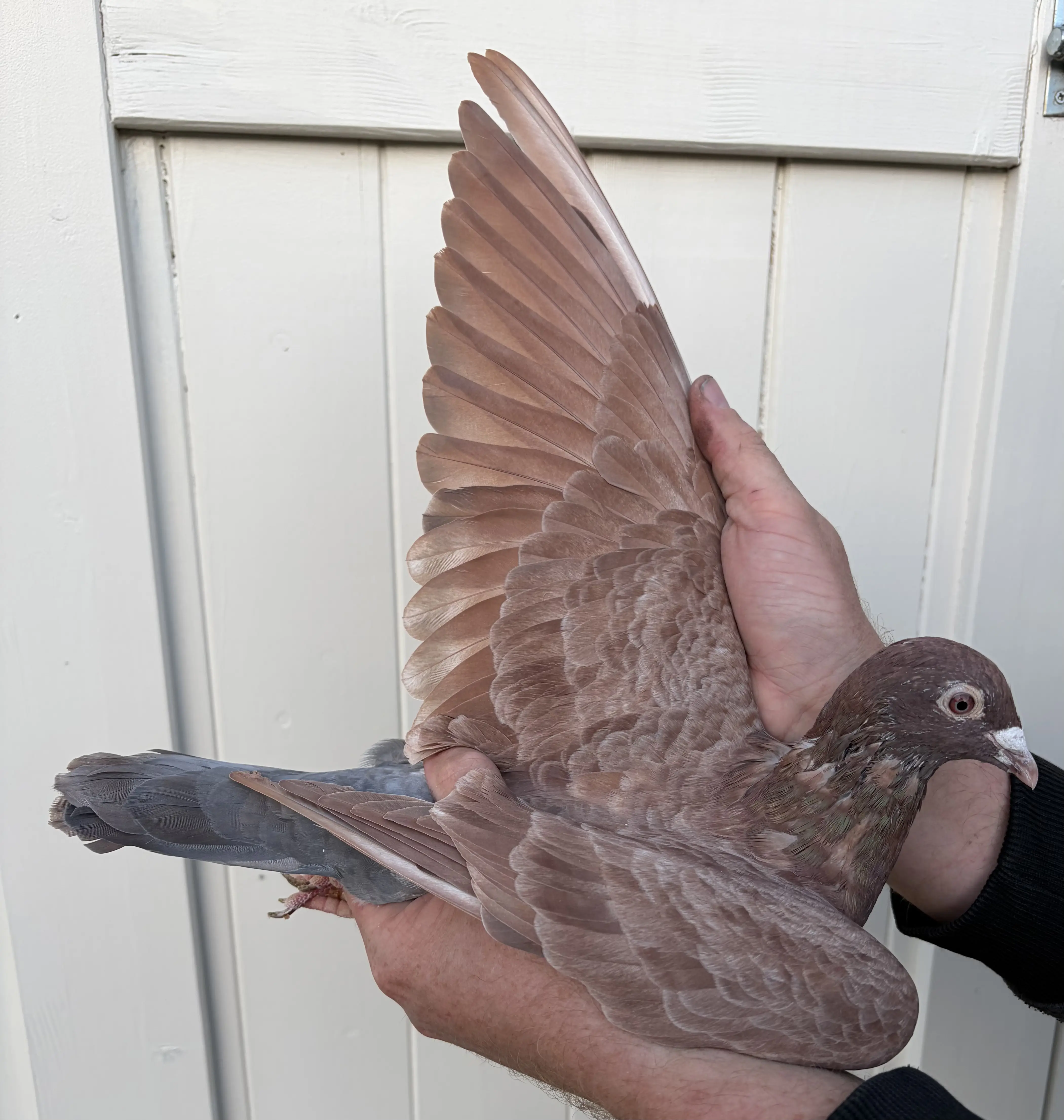 Jonge choco Meulemans doffer