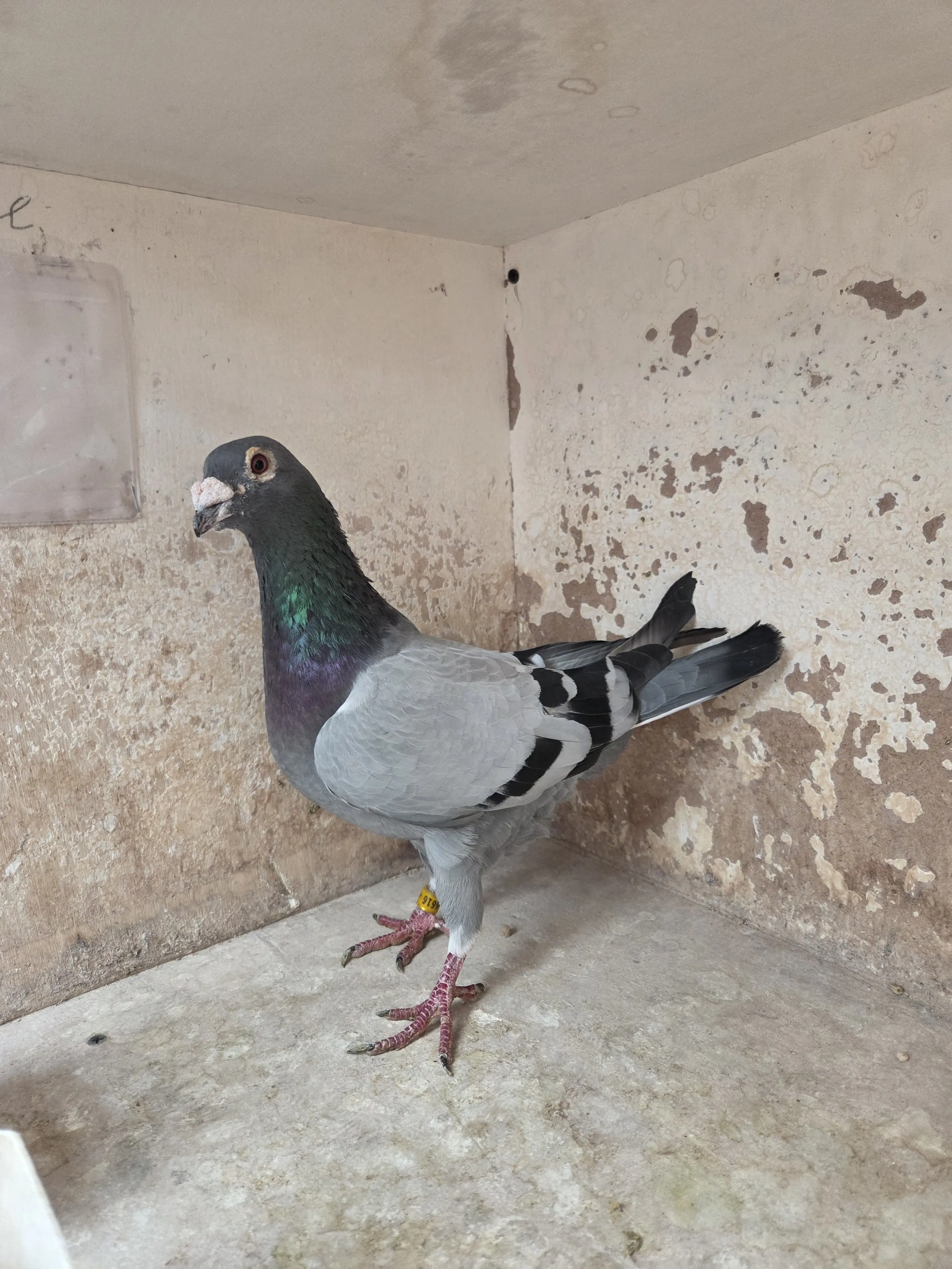 Doffer te koop rechtstreeks Comb. Van Heteren 