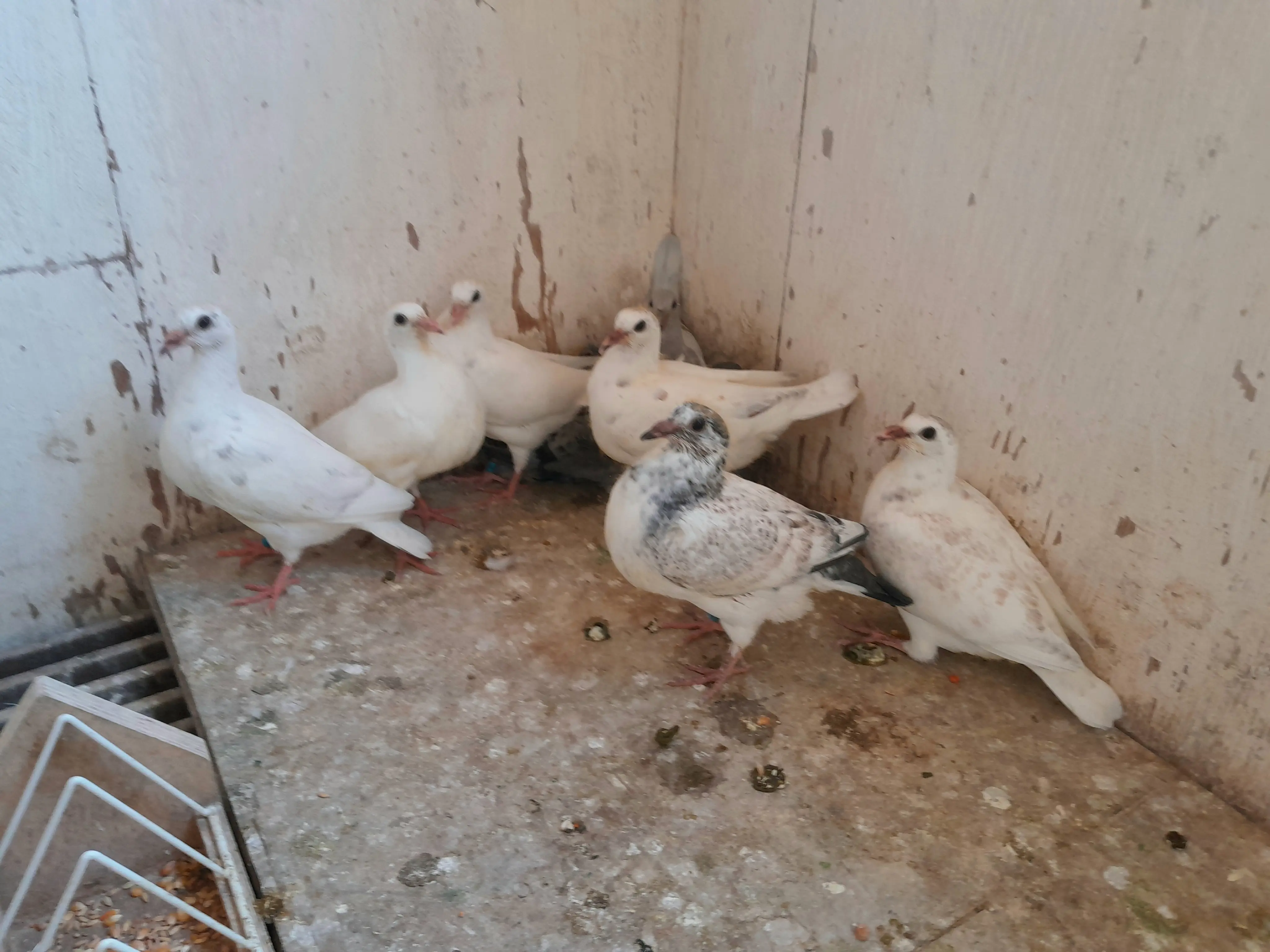 Te koop 8 jonge duifjes 