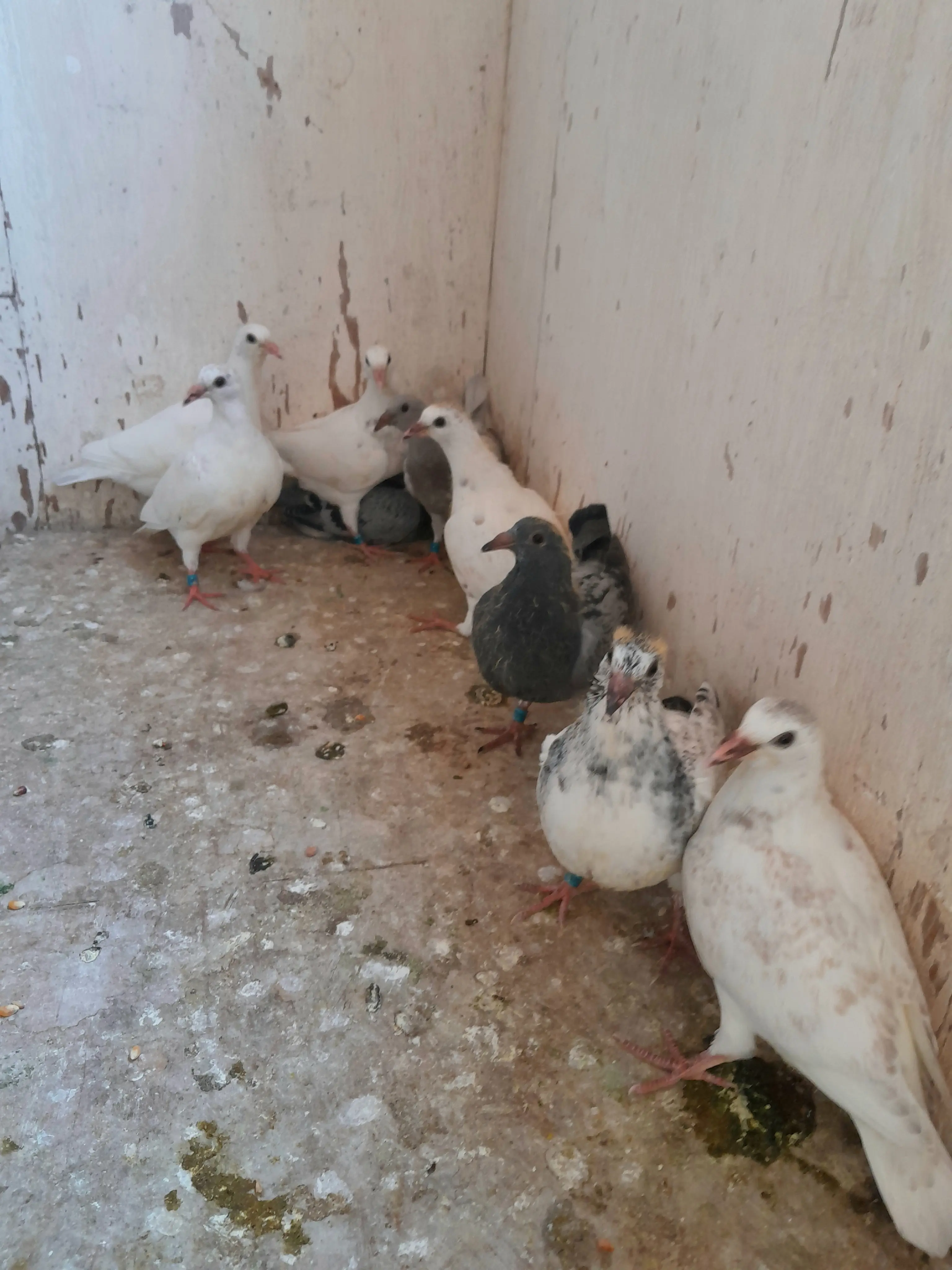 Te koop 8 jonge duifjes 