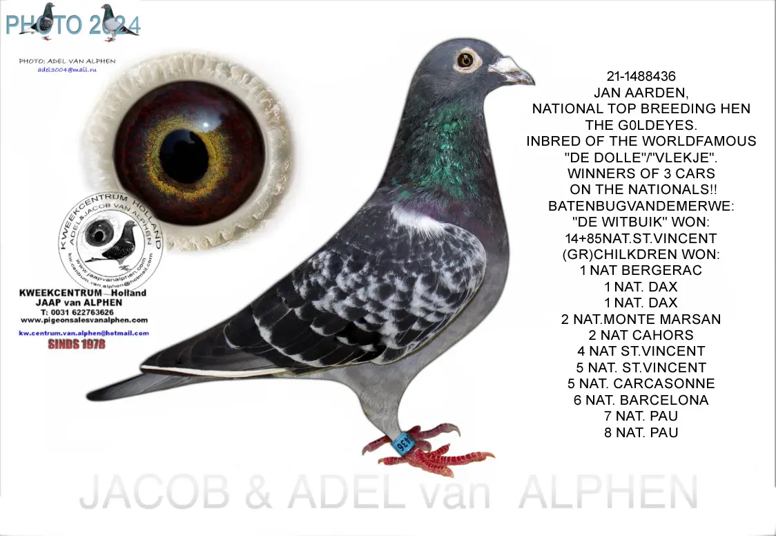 21-1488436  JAN AARDEN, NATIONAL TOP HEN THE G0LDEYES.