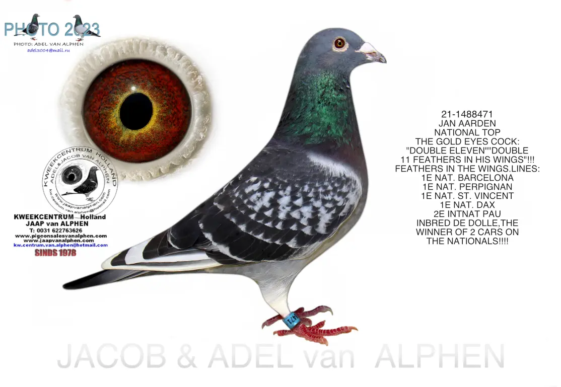 FW: 21-1488471 JAN AARDEN NATIONAL TOP THE GOLD EYES COCK