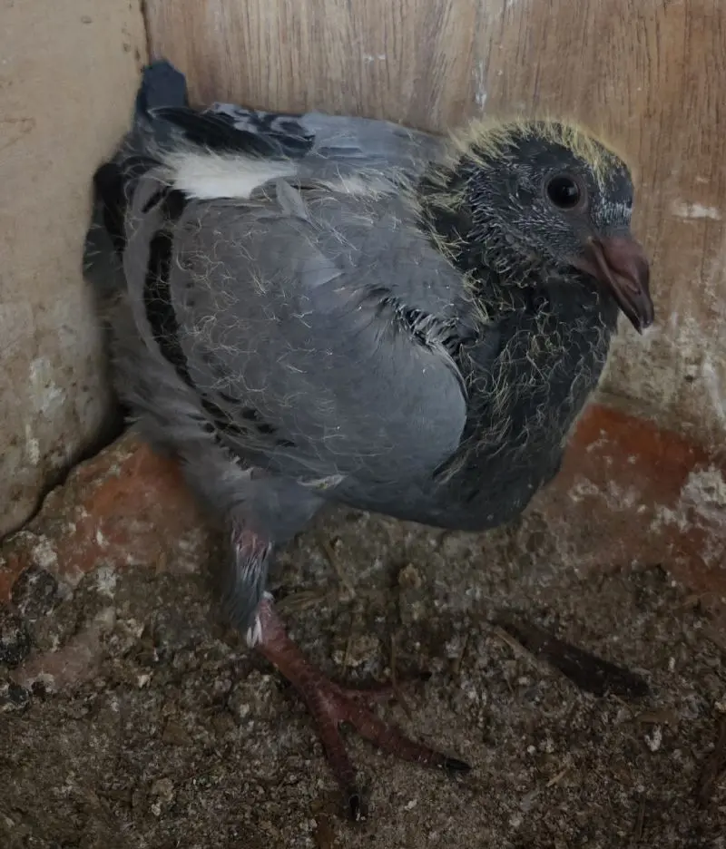 Jongen duiven te koop