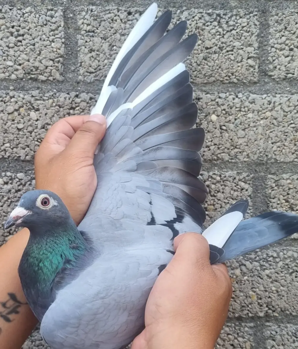 Postduif Super Inbreed 
