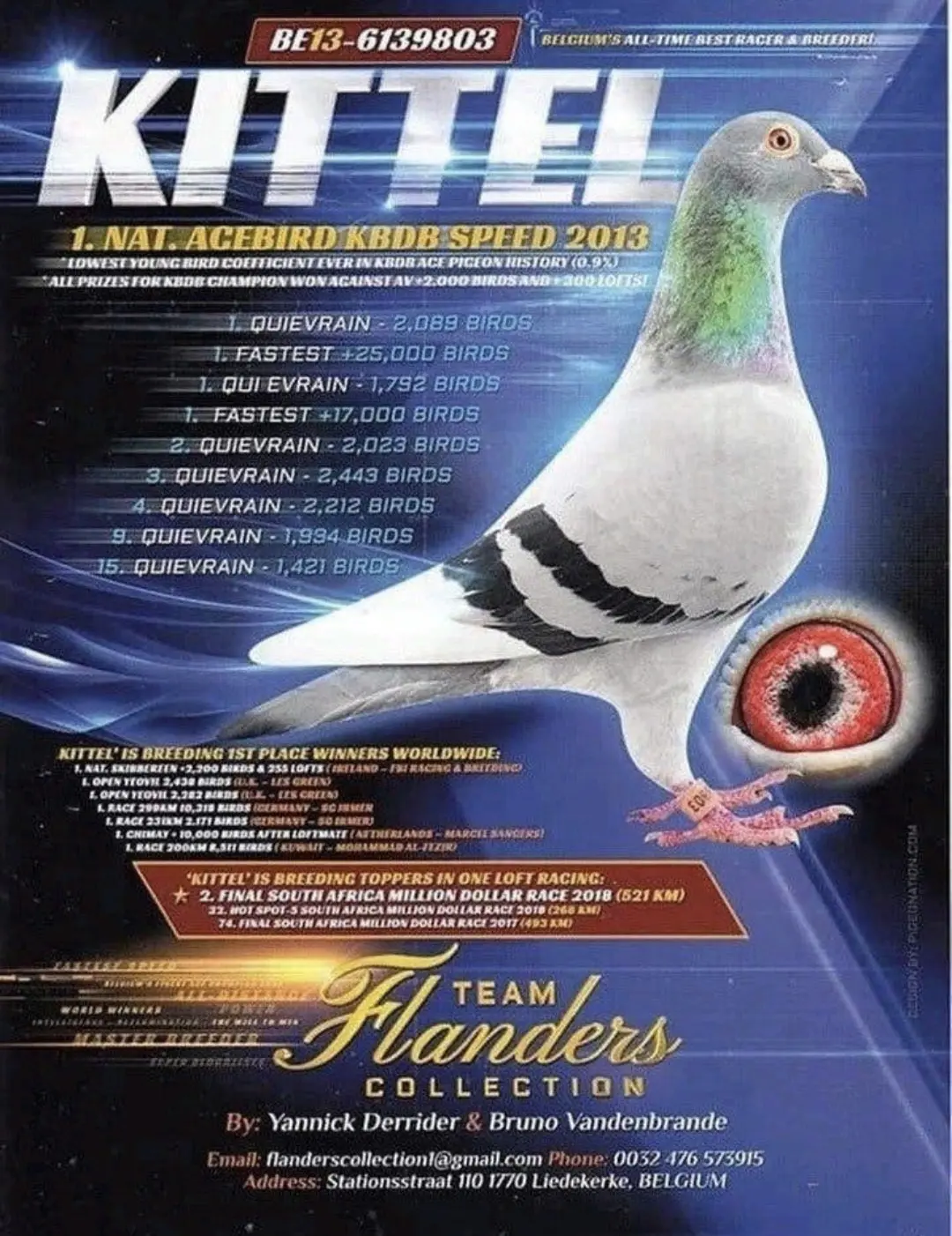 Postduif Super Inbreed 