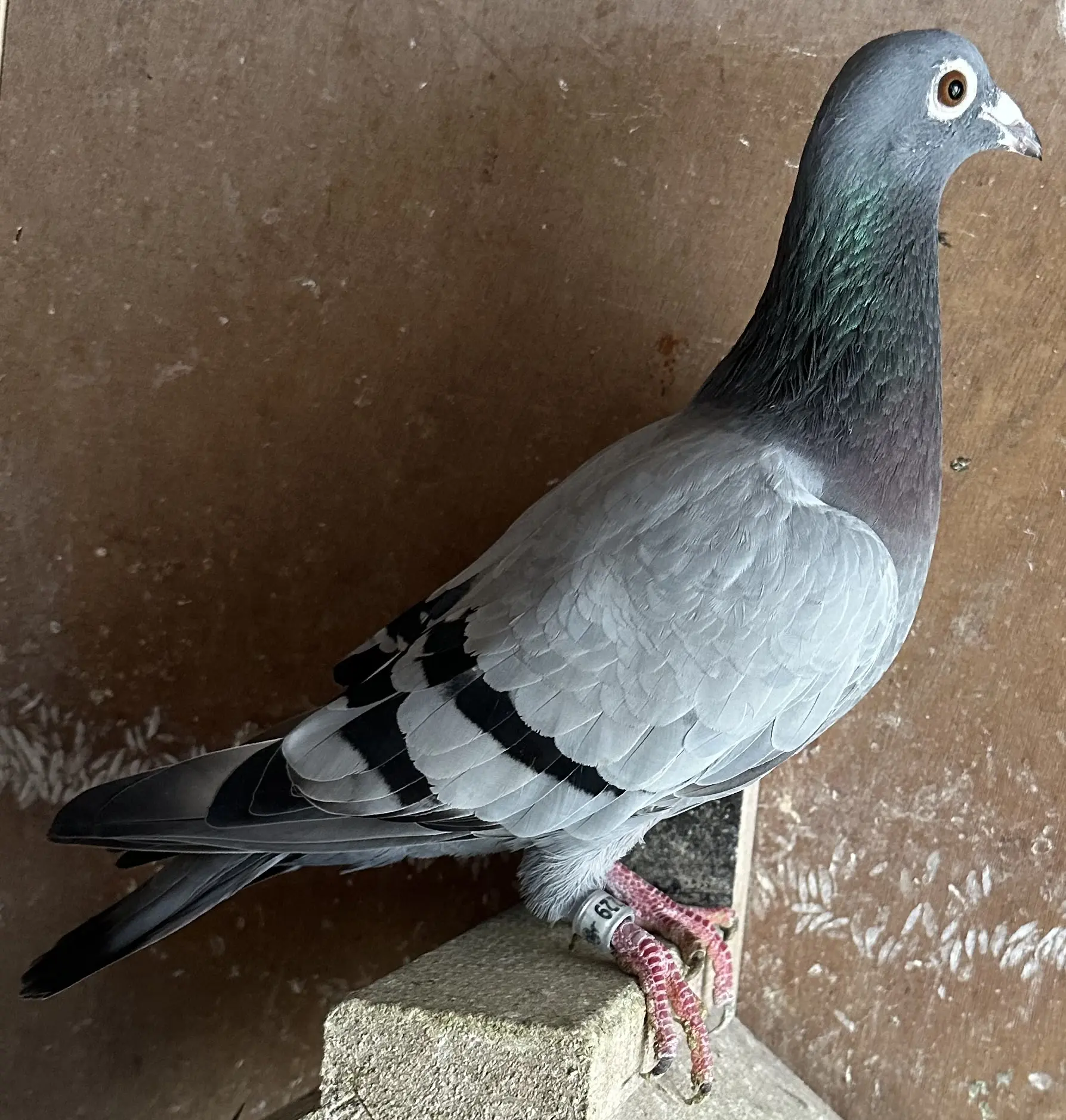 Zwarefond duivin van Houten