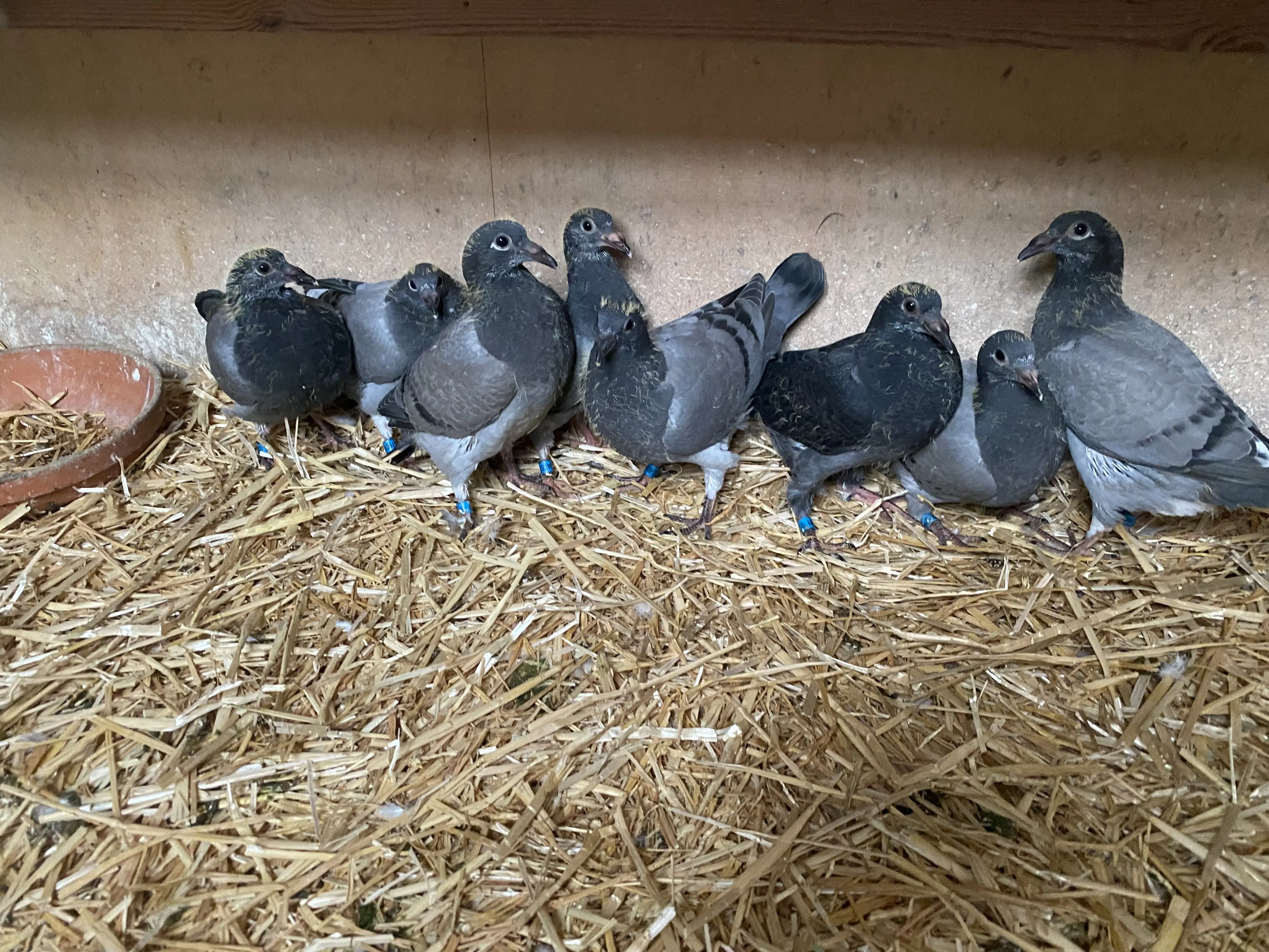 Knappe jonge van de vliegers