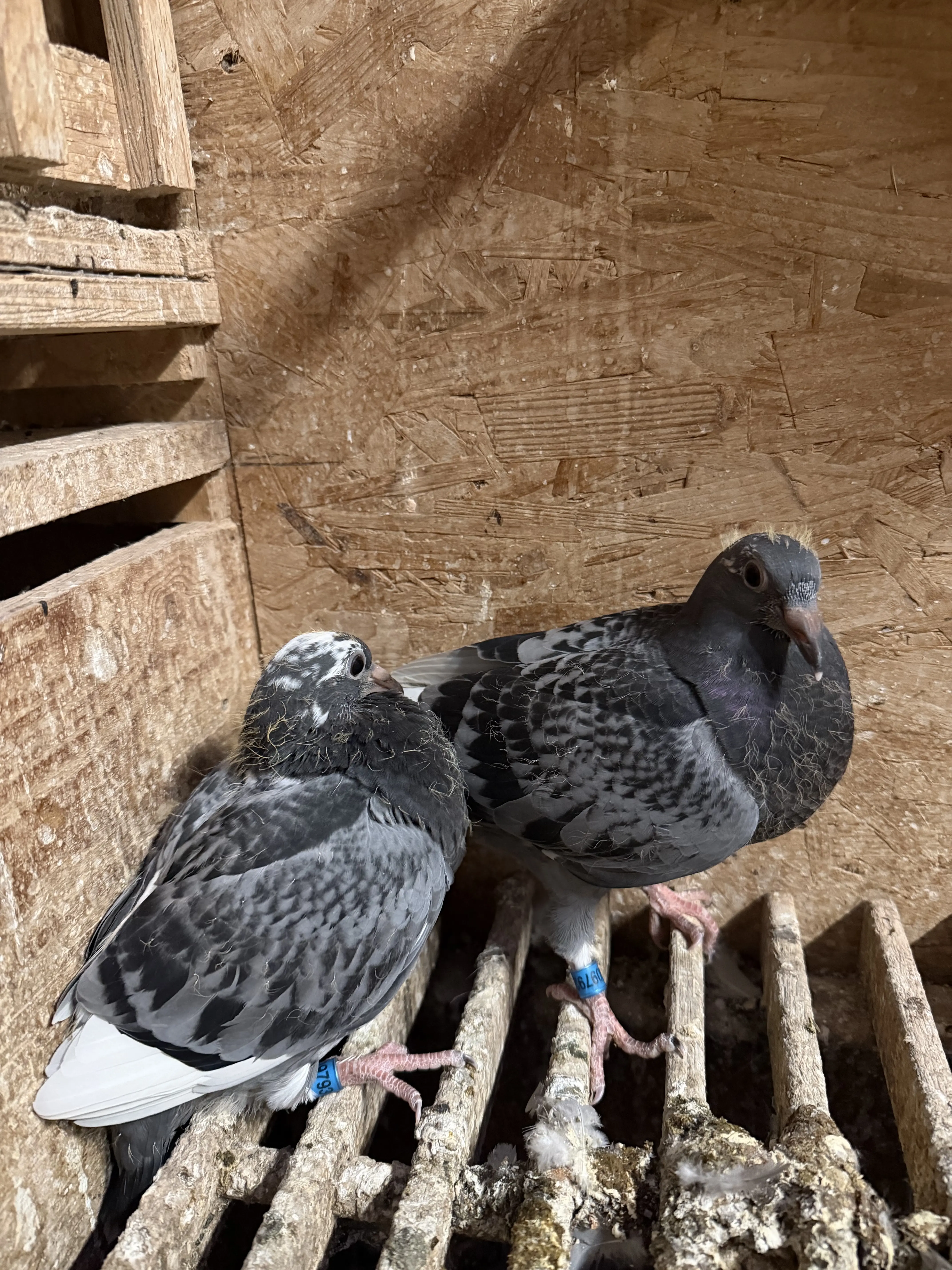 Nestbroer 2de int. asduif x dochter 6de nat. asduif