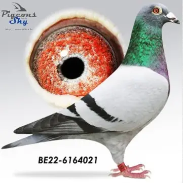 Jan en Tom Iwens - Doffer 2022