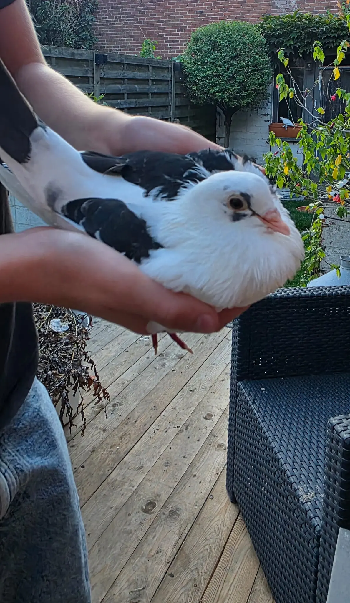 Sierduif doffer 